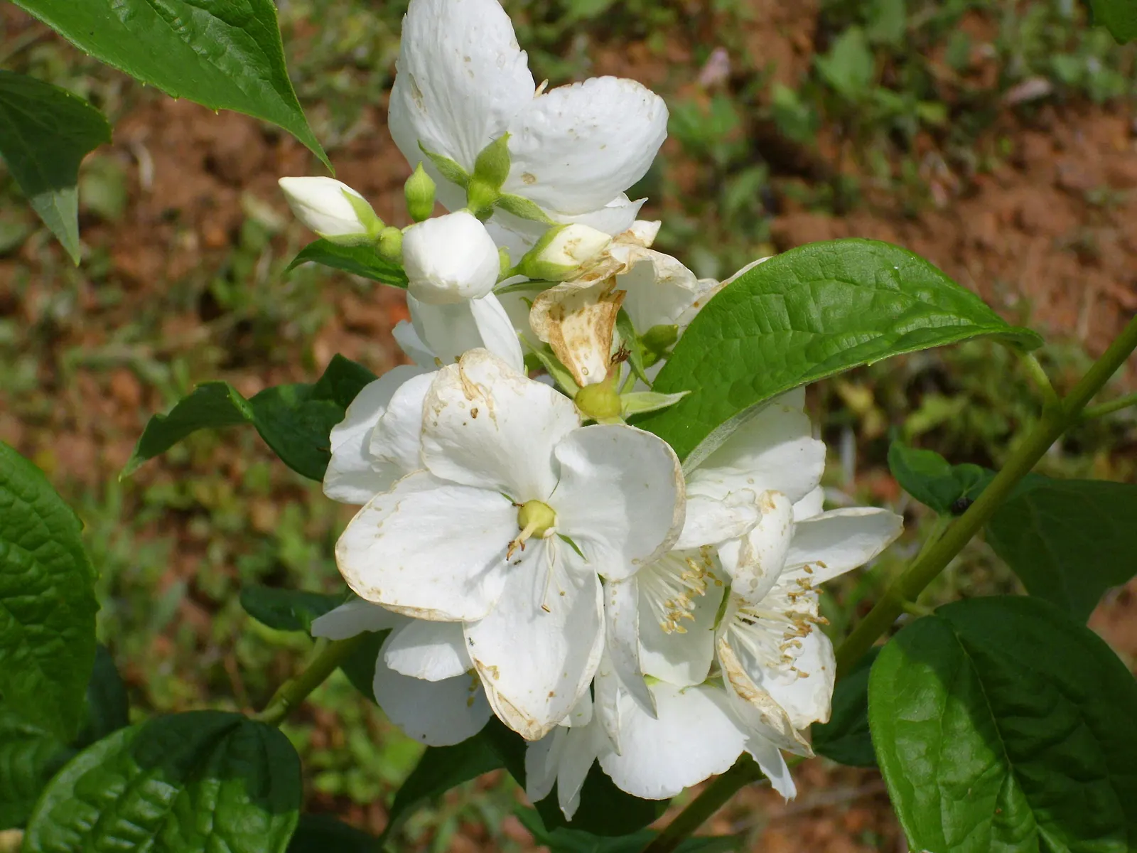 Mock Orange (Philadelphus Coronarius) — shrub for full or half; or as a standalone specimen in residential or park settings, image 96