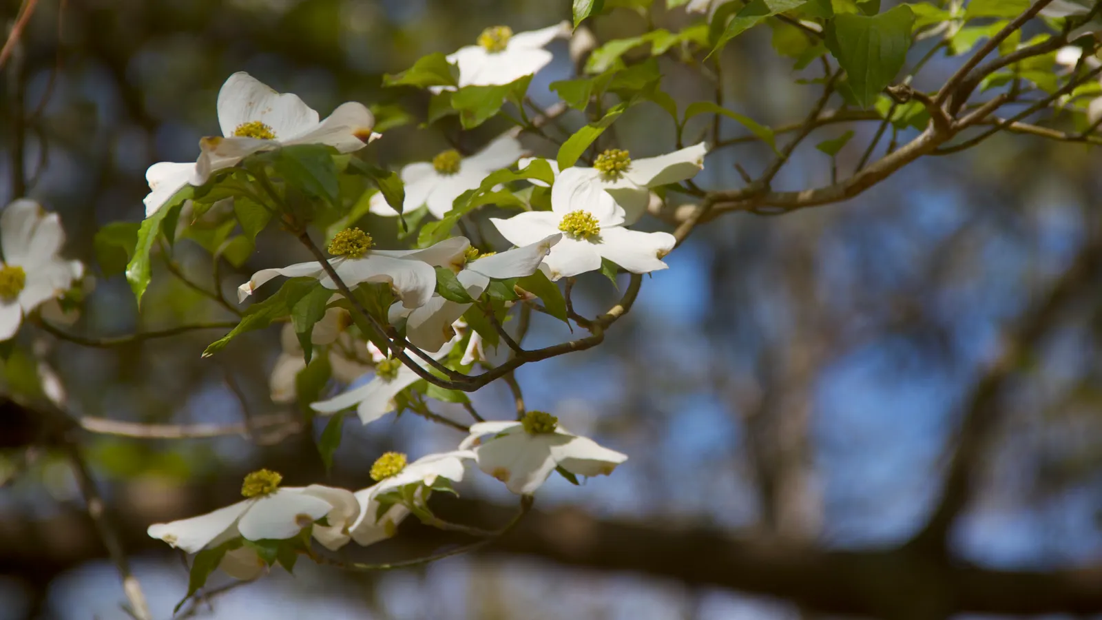 Mock Orange (Philadelphus Coronarius) — enriching garden aesthetics while attracting pollinators like butterflies and bees; it benefits from, image 139