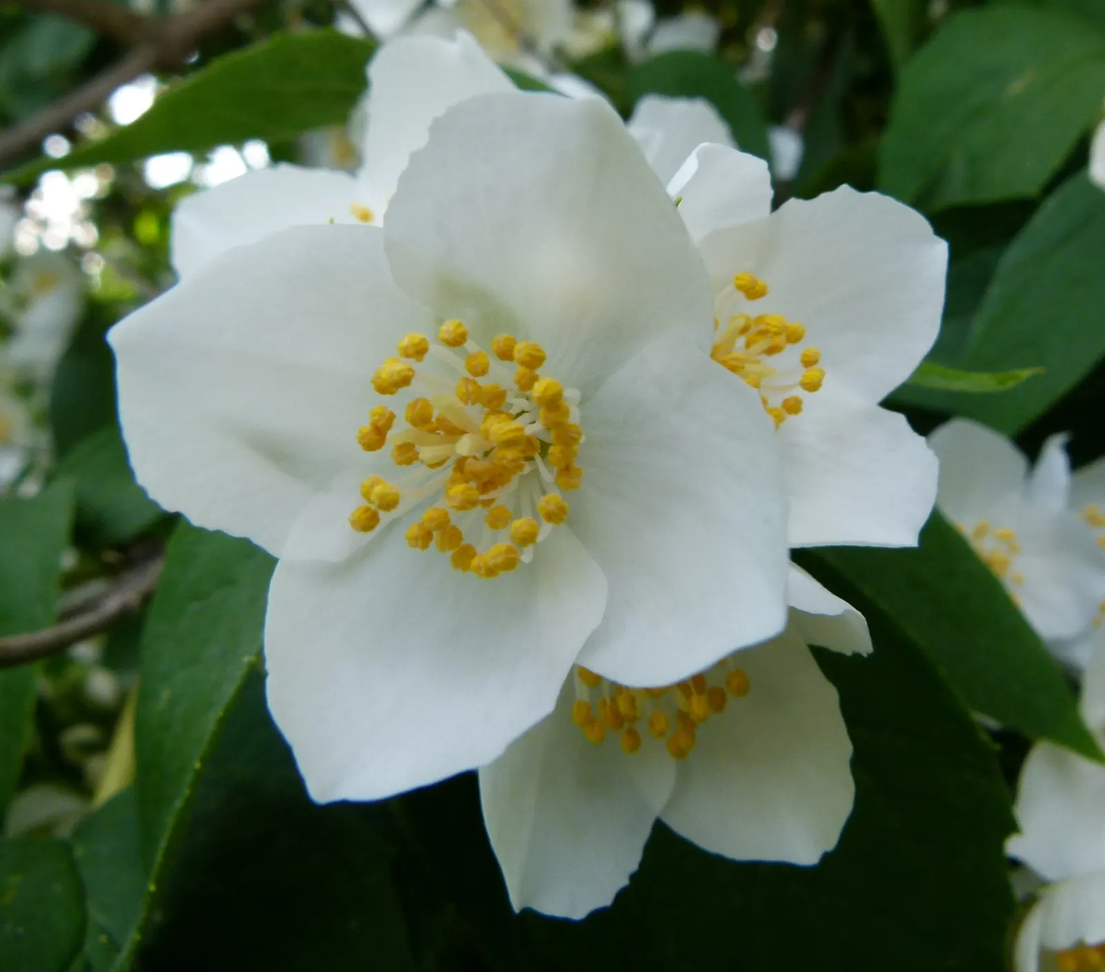 Mock Orange (Philadelphus Coronarius) — turning yellow in fall for a subtle display of autumn color.<br><br>Hardy in USDA zones 4 through 8; white, image 103
