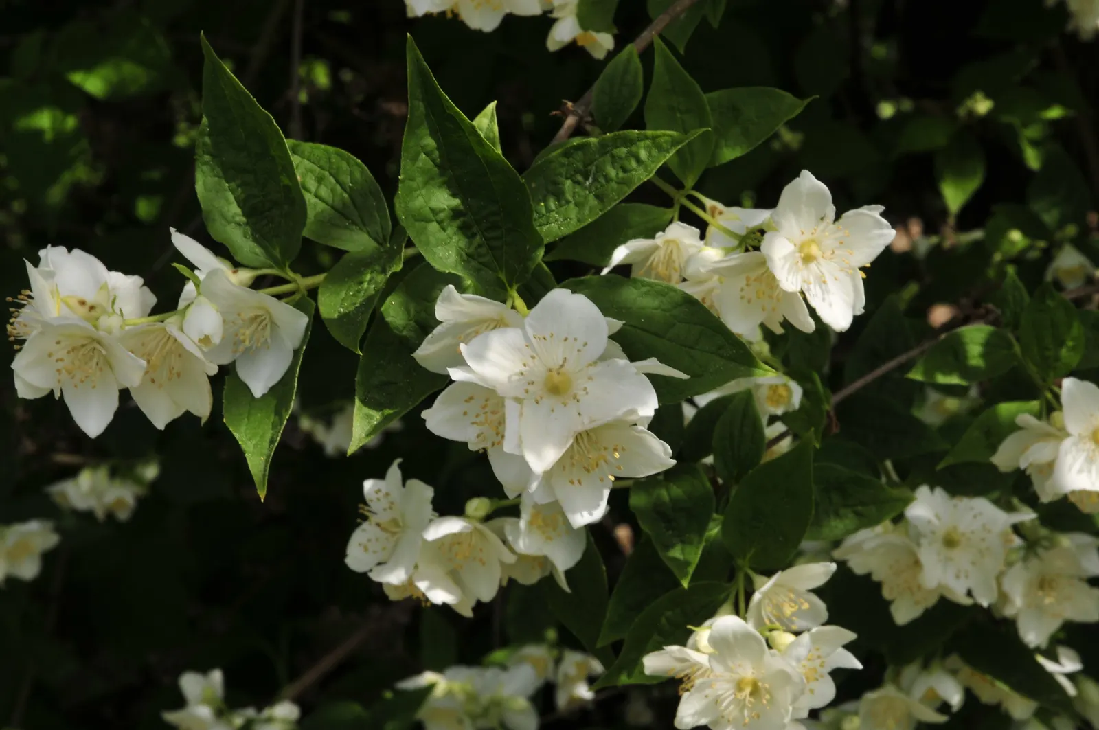 Mock Orange (Philadelphus Coronarius) — It matures to 10-12 feet in height and spans approximately 6-10 feet wide; regular pruning encourages vibrant growth