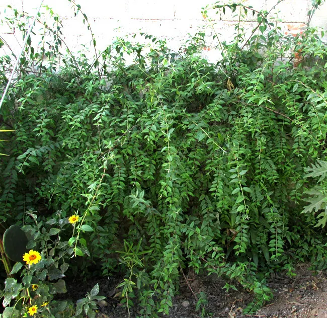 Mock Orange (Philadelphus Coronarius) — Regular pruning encourages vibrant growth; and prefers full sun to part shade