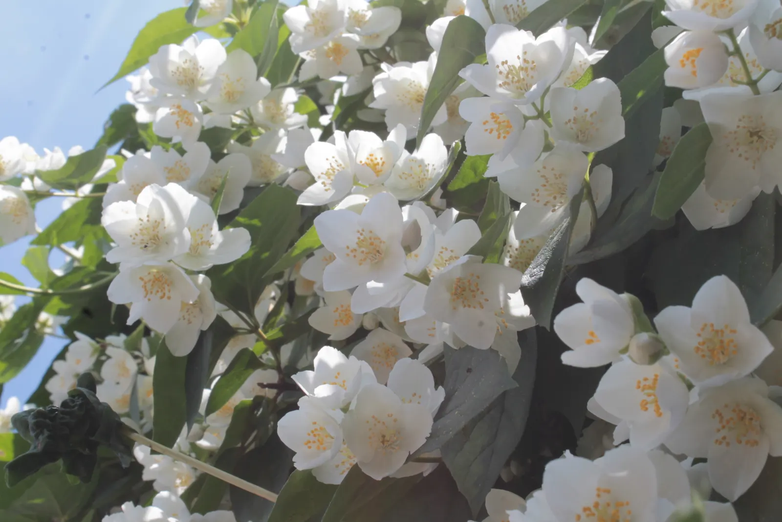 Mock Orange (Philadelphus Coronarius) — shrub for full or half