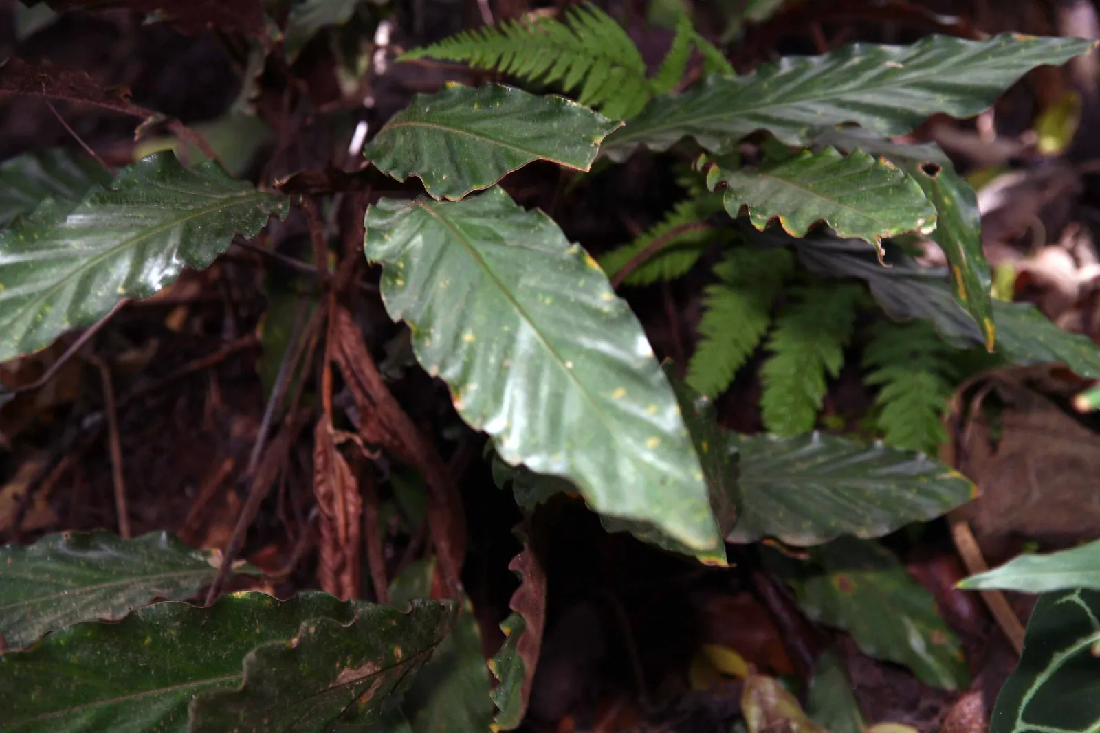 Velvet Calathea (Calathea Rufibarba) — the Velvet Calathea pairs well with other shade-loving tropical plants