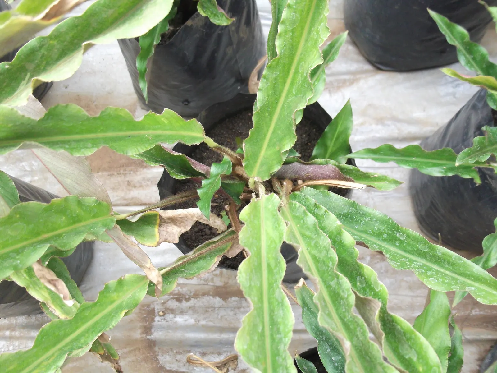 Velvet Calathea (Calathea Rufibarba) — When including this plant into a design