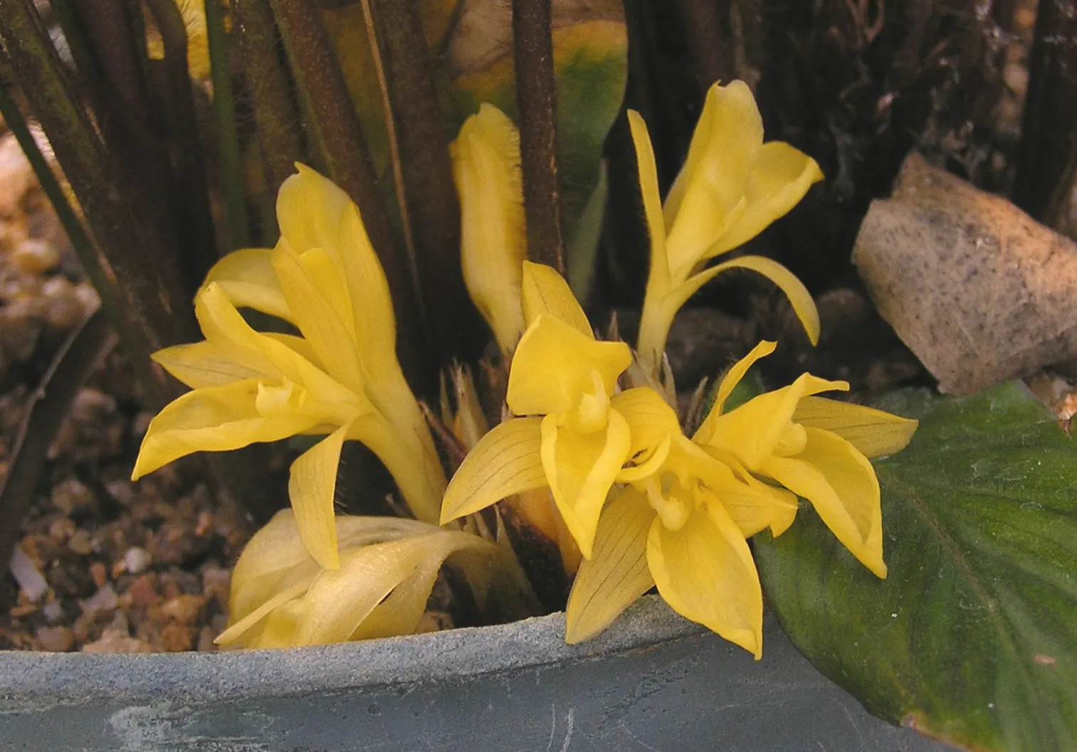 Velvet Calathea (Calathea Rufibarba) — though it can tolerate moderate shade