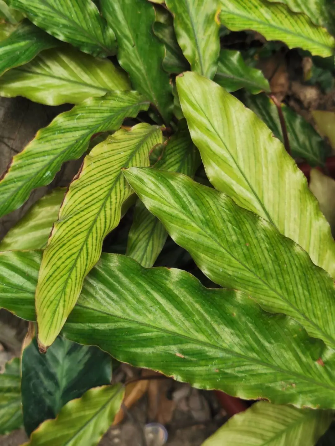 Velvet Calathea (Calathea Rufibarba) — with a unique velvety texture on the underside - hence the common name
