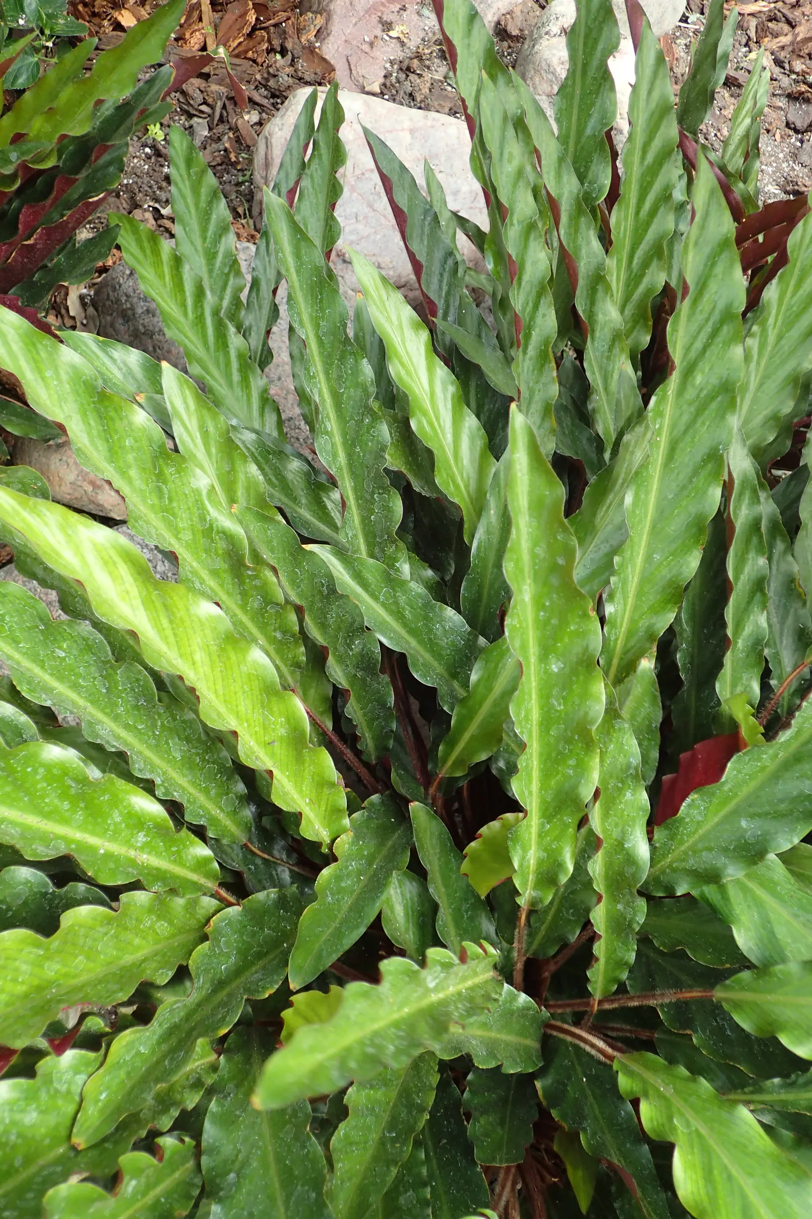 Velvet Calathea (Calathea Rufibarba) — The leaves exhibit a deep green color on the top surface and a rich purple beneath