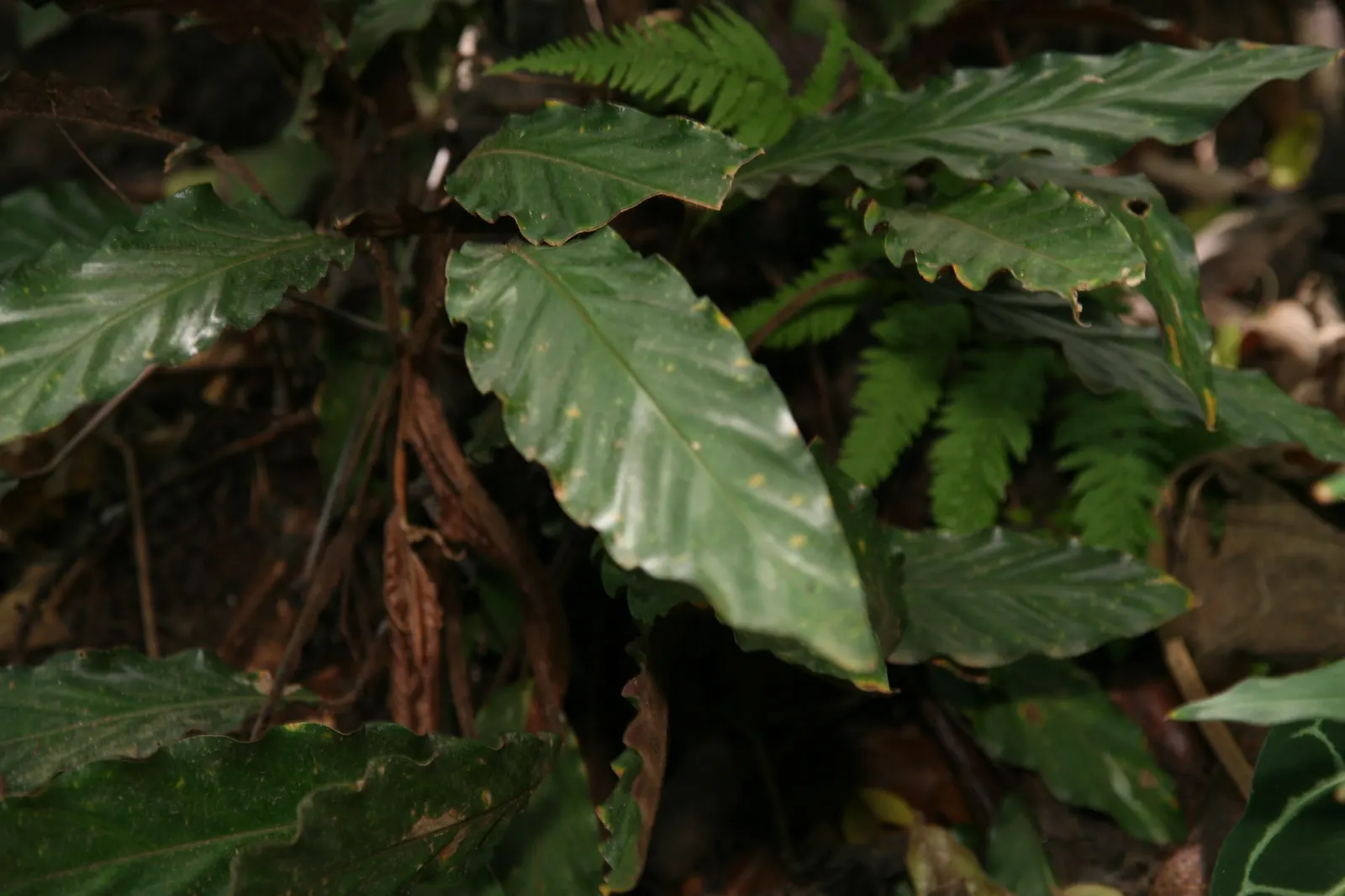 Velvet Calathea (Calathea Rufibarba) — perennial for deep shade or shade