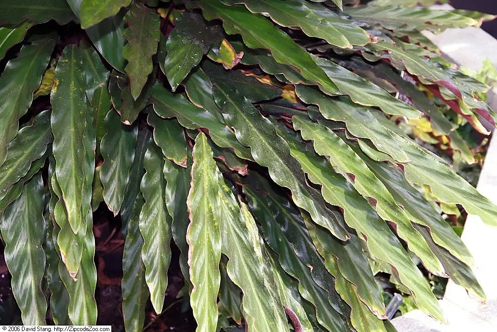 Velvet Calathea (Calathea Rufibarba) — elongated dark green leaves with purplish undersides and wavy edges; the leaves exhibit a deep green color on the top