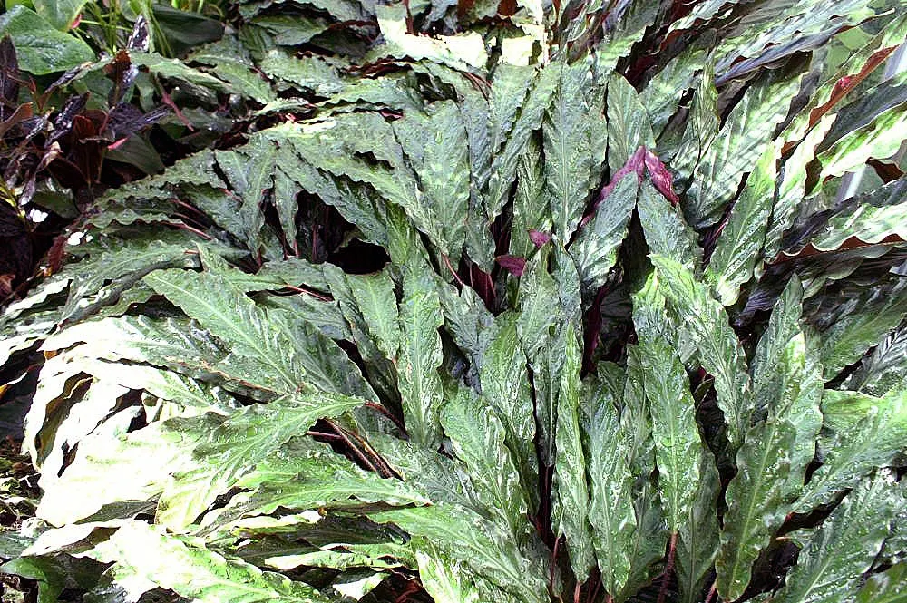 Velvet Calathea (Calathea Rufibarba) — elongated dark green leaves with purplish undersides and wavy edges