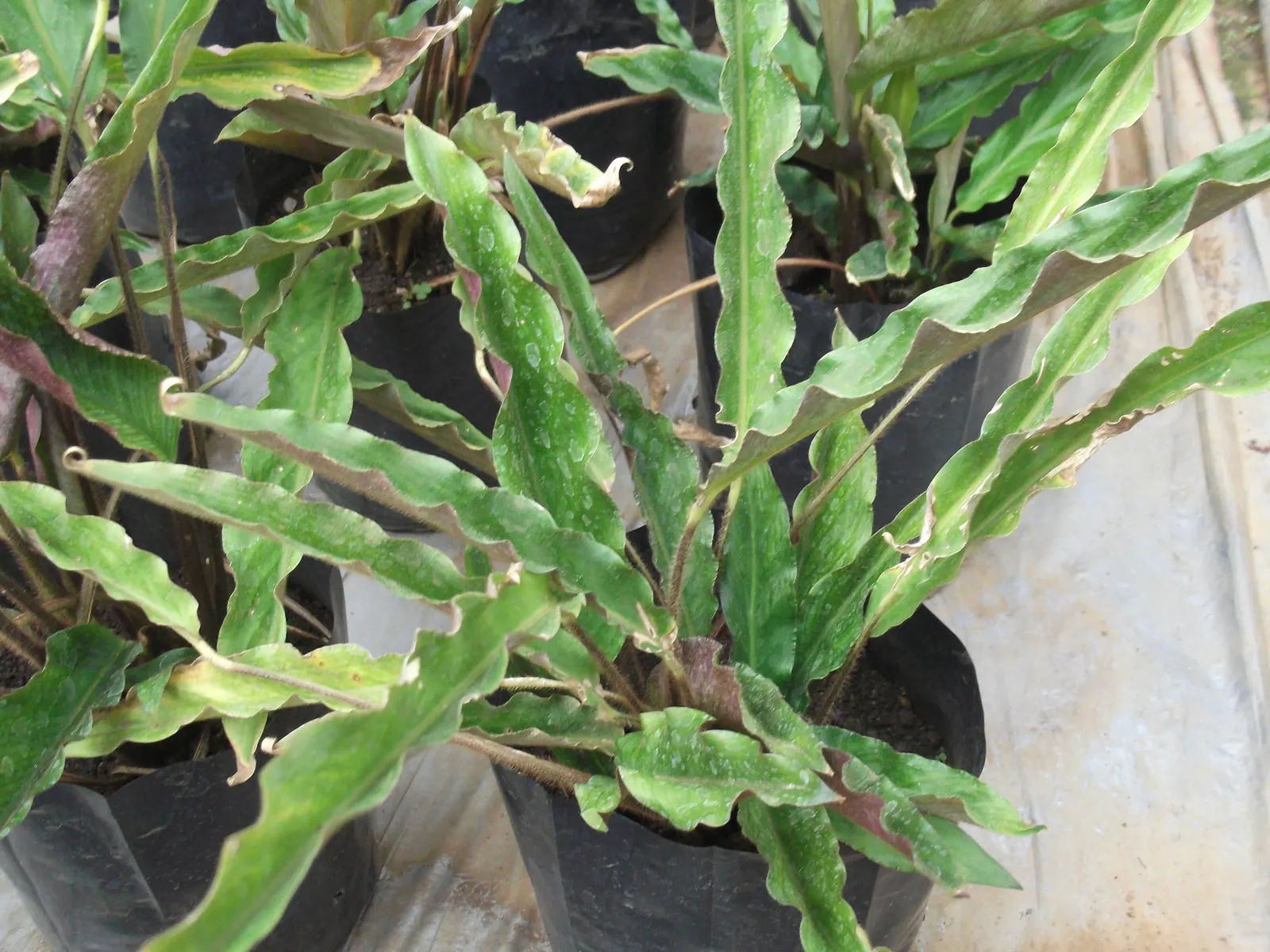 Velvet Calathea (Calathea Rufibarba) — avoiding the extremes of soggy or dry soil