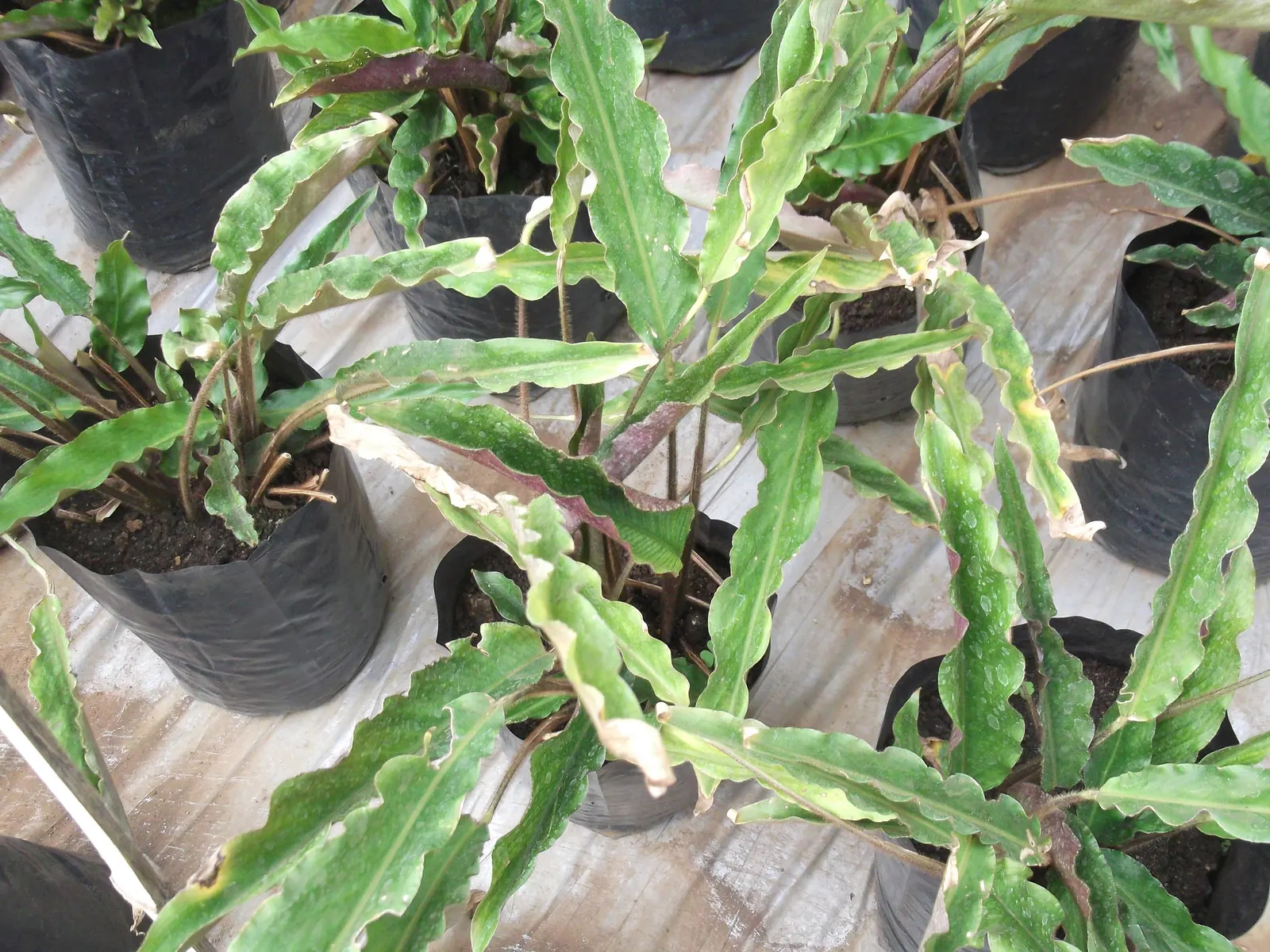 Velvet Calathea (Calathea Rufibarba) — is prized for its velvety-feel
