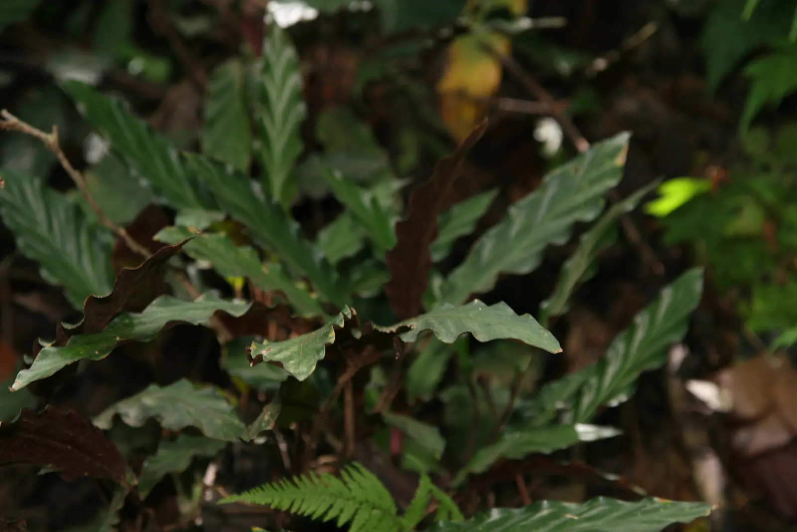 Velvet Calathea (Calathea Rufibarba) — is prized for its velvety-feel; prefers humidity, moist soil but not waterlogged