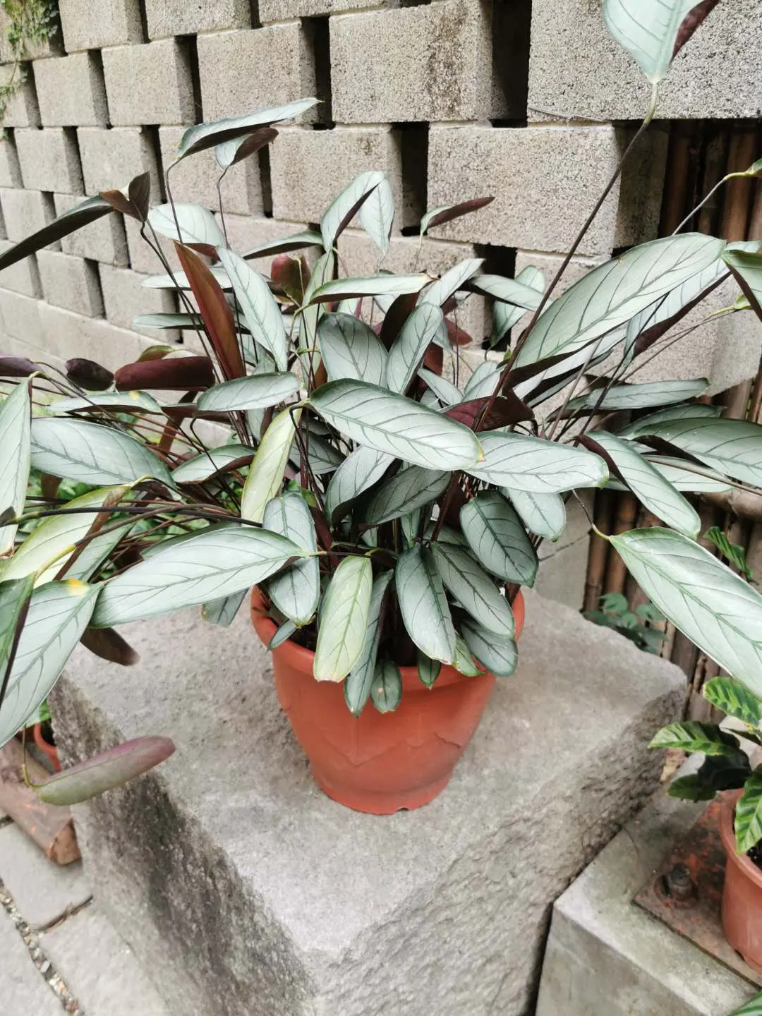 Velvet Calathea (Calathea Rufibarba) — consider its need for space to accommodate its mature size and for air circulation