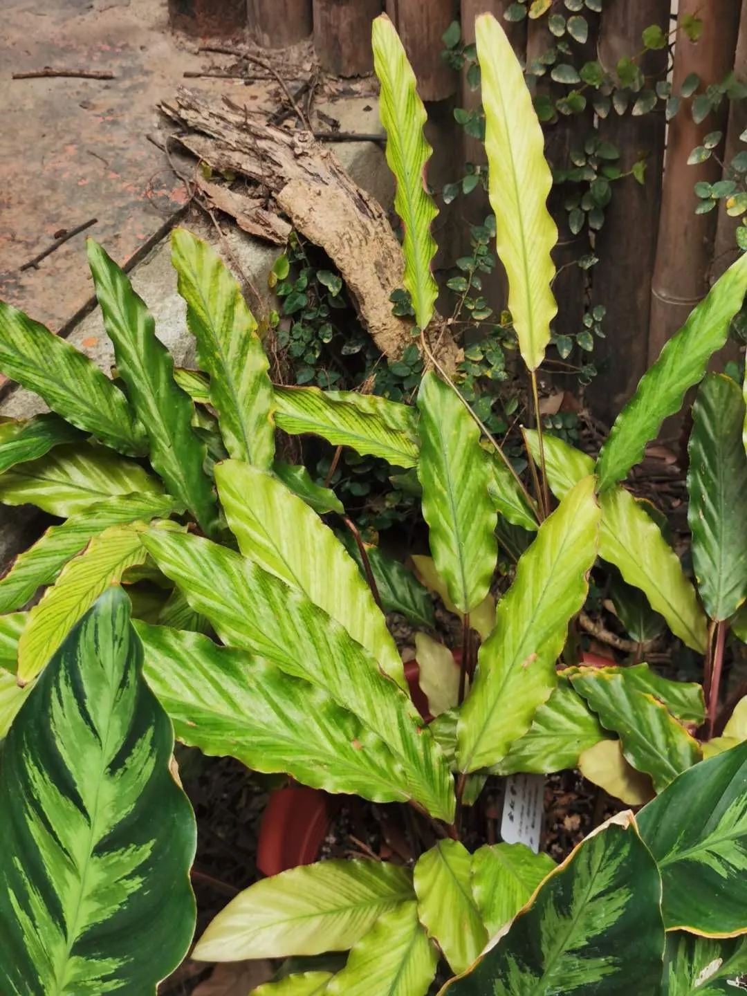 Velvet Calathea (Calathea Rufibarba) — scientifically named Calathea rufibarba