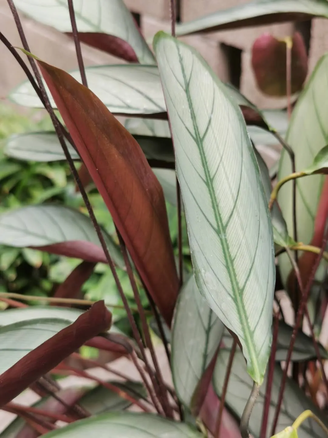 Velvet Calathea (Calathea Rufibarba) — The Velvet Calathea also acts as a natural air purifier