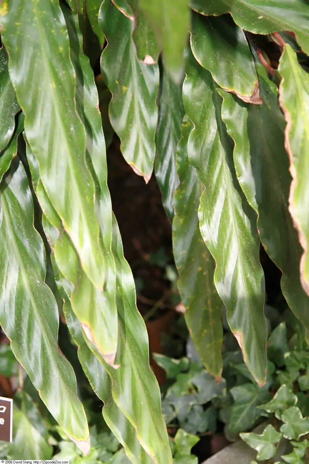 Velvet Calathea (Calathea Rufibarba) — placement consideration is key to avoid the scorched leaves that result from direct sunlight