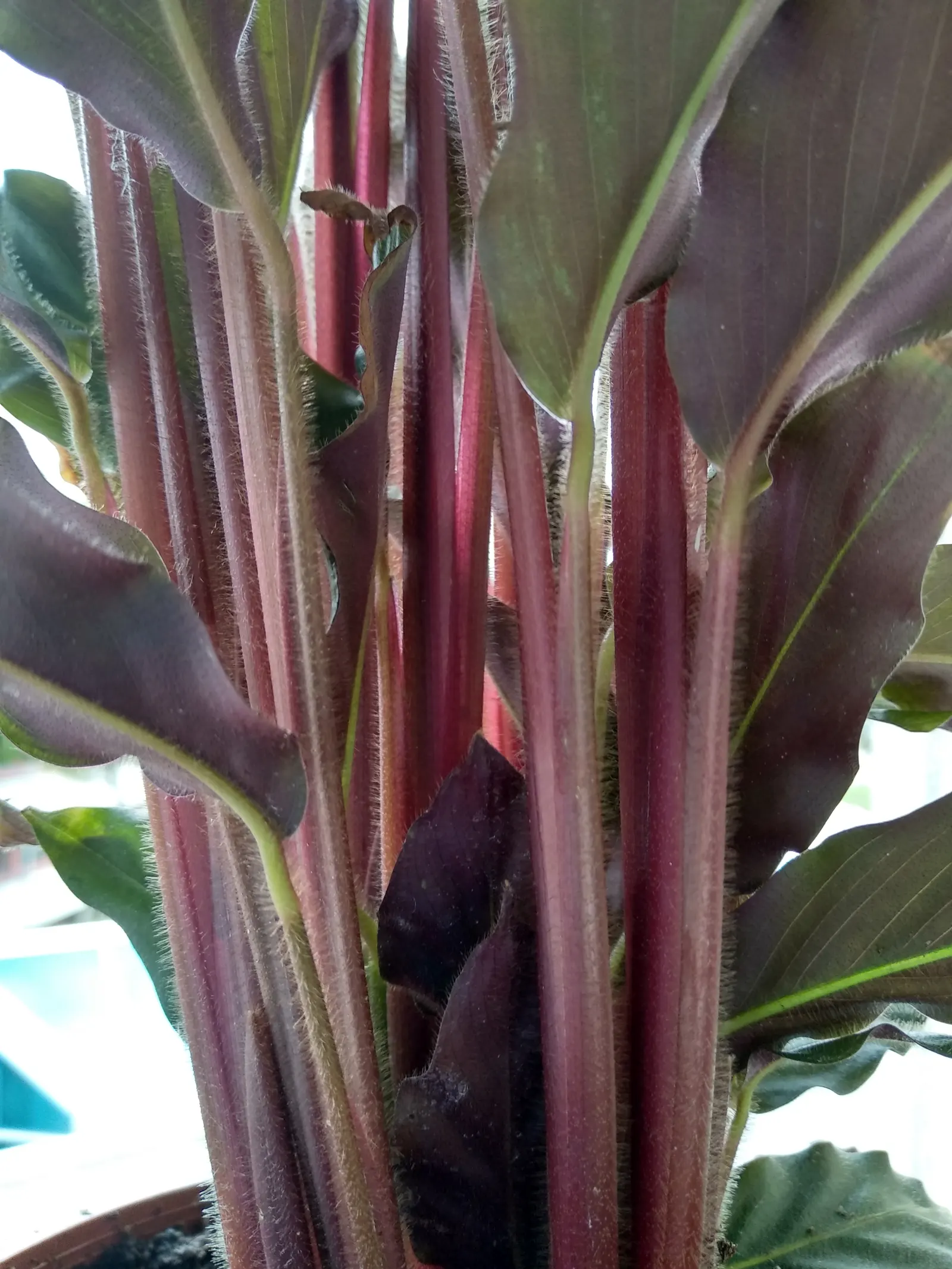 Velvet Calathea (Calathea Rufibarba) — scientifically named Calathea rufibarba; offers air-purifying qualities, adding a lush texture to the design palette