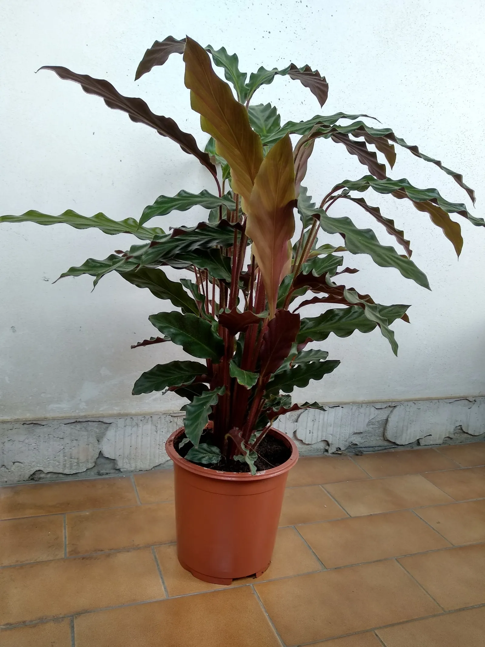 Velvet Calathea (Calathea Rufibarba) — Sensitive to cold, ideal for indoor landscapes or warm outdoor environs