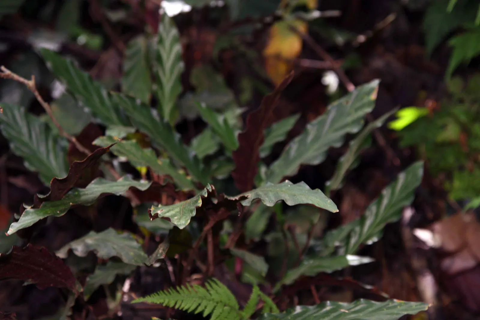 Velvet Calathea (Calathea Rufibarba) — which helps prevent pest infestations and disease