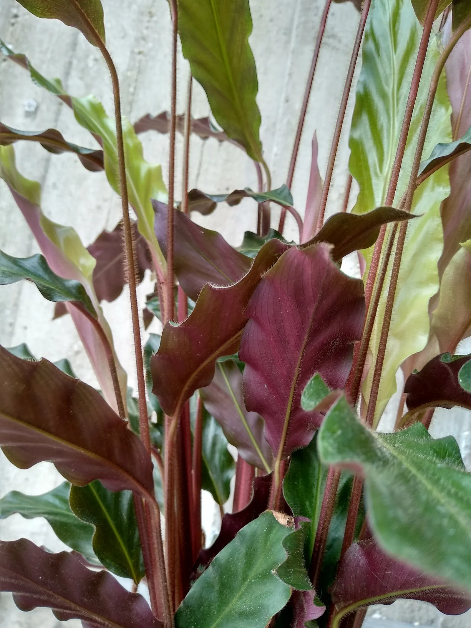 Velvet Calathea (Calathea Rufibarba) — the Velvet Calathea features elongated leaves that can grow up to 18 inches in length; perennial for deep shade or shade