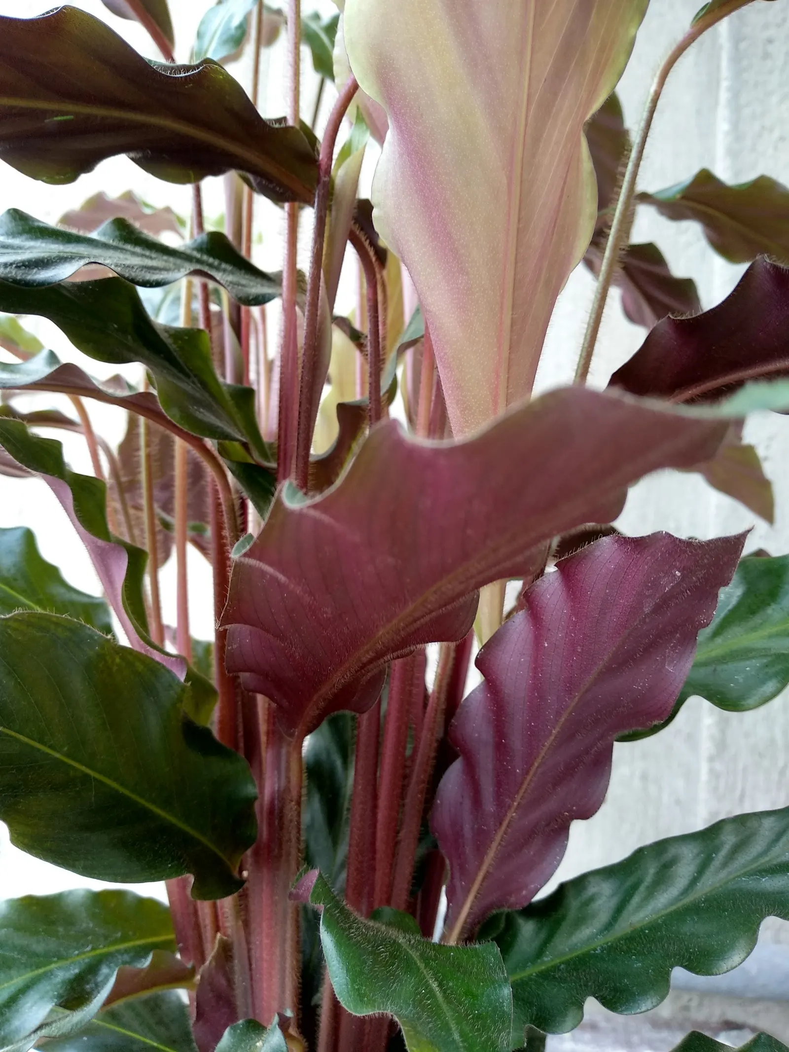 Velvet Calathea (Calathea Rufibarba) — This elegant tropical perennial reaches up to 2-3 feet high and wide, thriving in indirect light