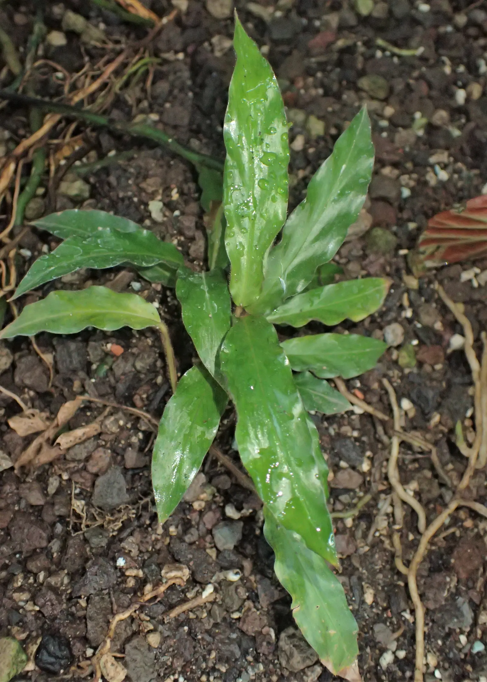 Velvet Calathea (Calathea Rufibarba) — This elegant tropical perennial reaches up to 2-3 feet high and wide, thriving in indirect light; which helps prevent
