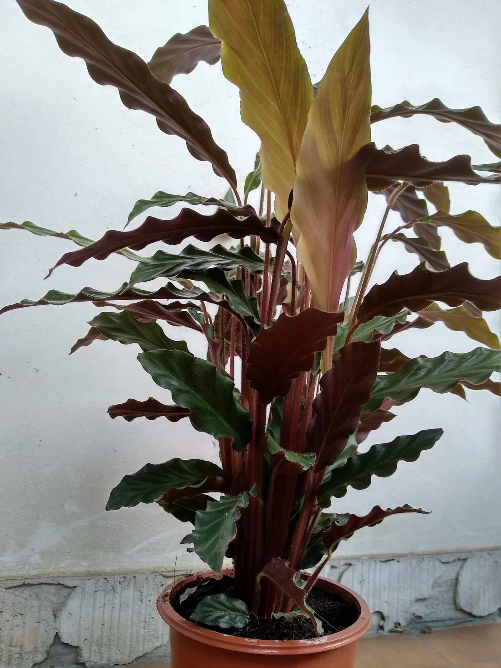 Velvet Calathea (Calathea Rufibarba) — Sensitive to cold, ideal for indoor landscapes or warm outdoor environs; though it can tolerate moderate shade