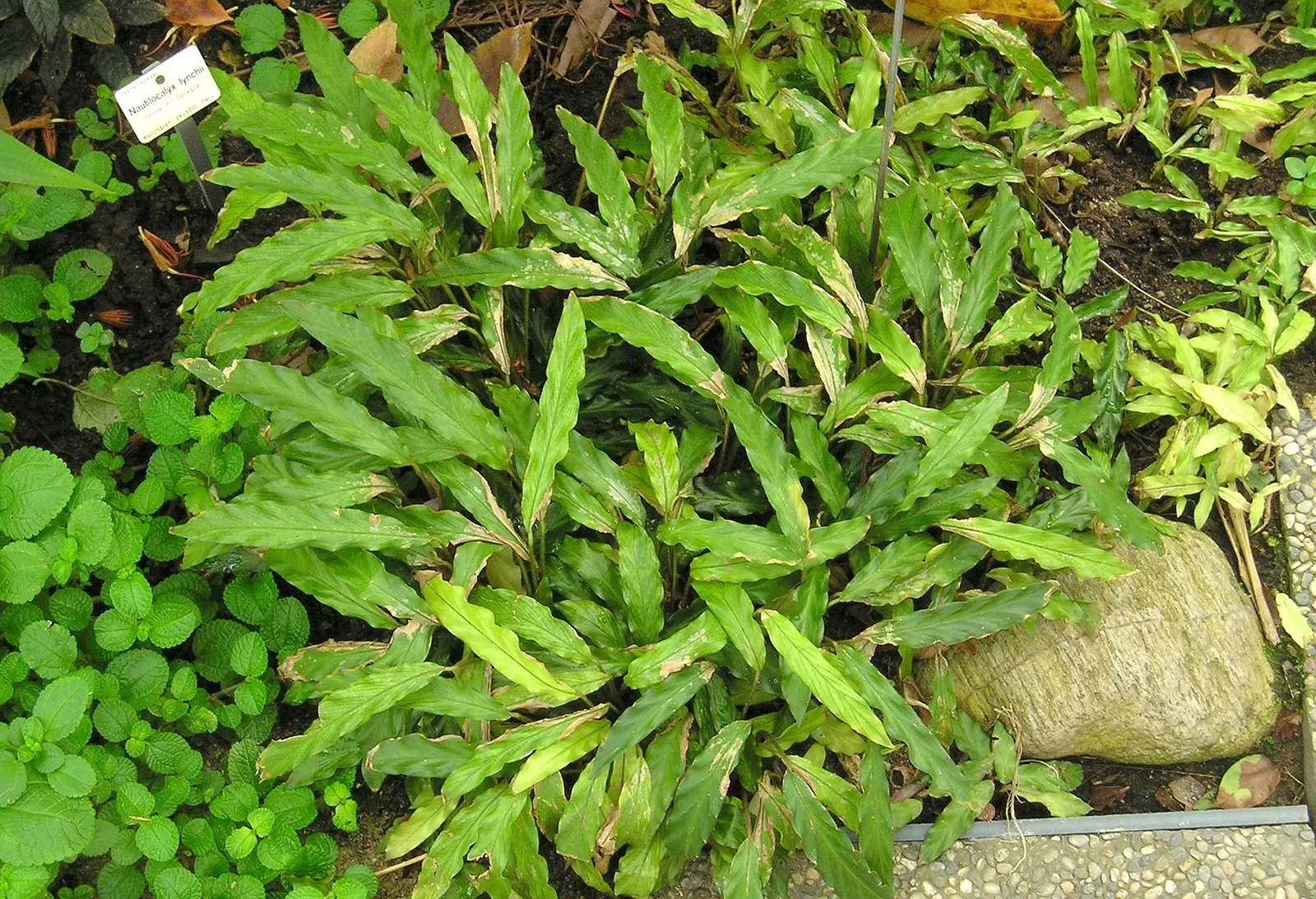 Velvet Calathea (Calathea Rufibarba) — Prefers humidity, moist soil but not waterlogged