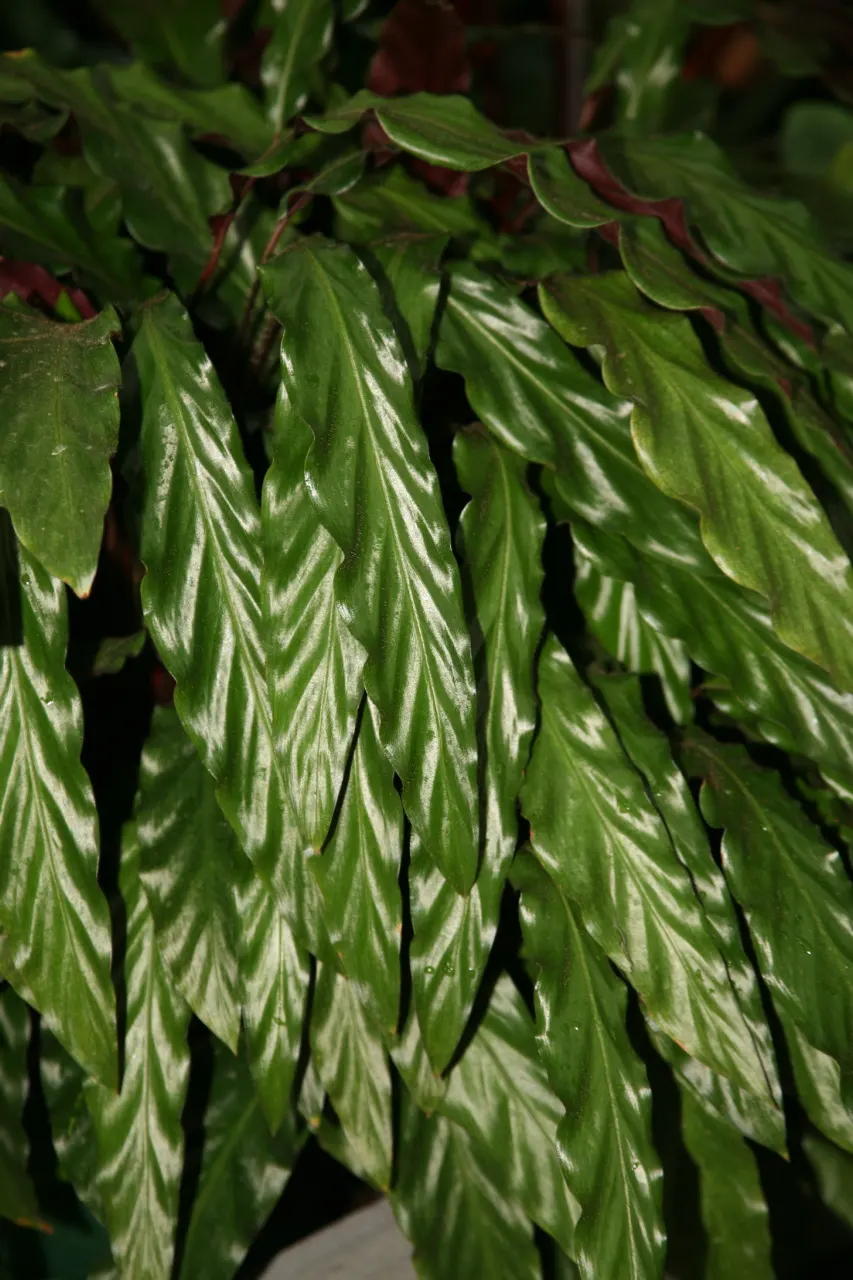 Velvet Calathea (Calathea Rufibarba) — Offers air-purifying qualities, adding a lush texture to the design palette