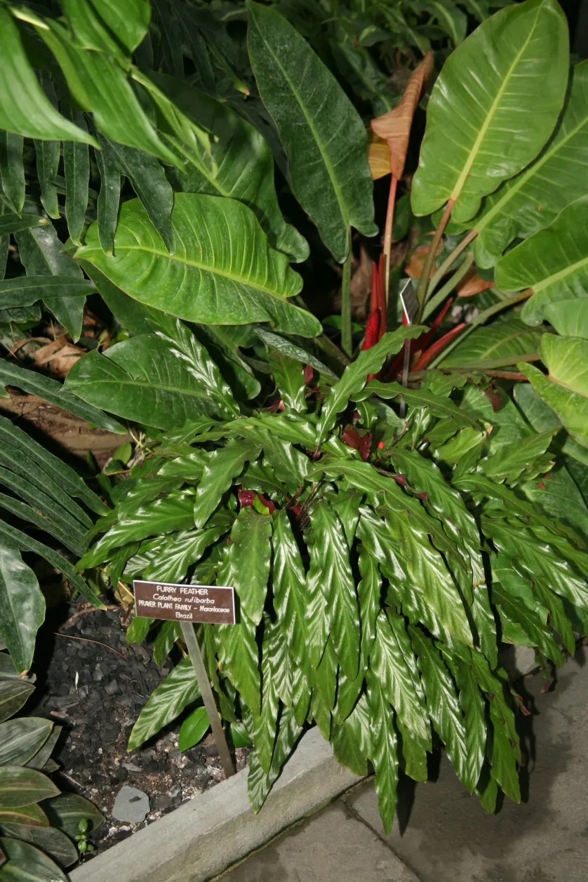 Velvet Calathea (Calathea Rufibarba) — Renowned for its visually striking foliage