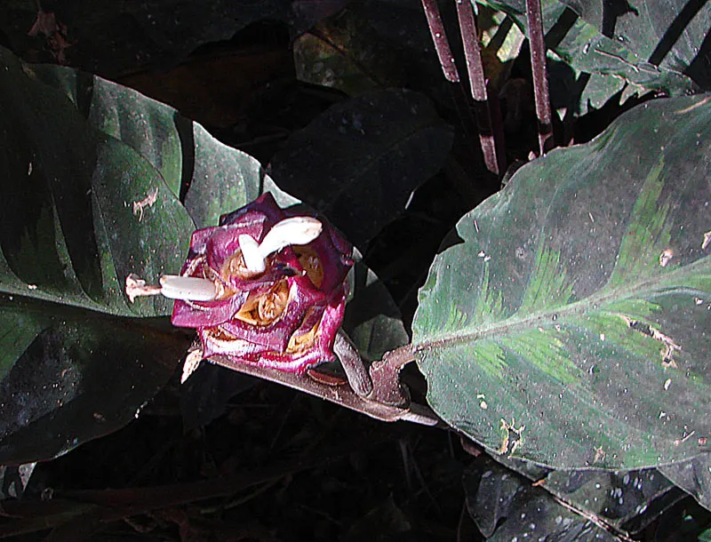 Velvet Calathea (Calathea Rufibarba) — Prefers humidity, moist soil but not waterlogged; sensitive to cold, ideal for indoor landscapes or warm outdoor environs