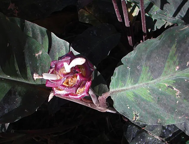 Velvet Calathea (Calathea Rufibarba) — Offers air-purifying qualities, adding a lush texture to the design palette; the Velvet Calathea also acts as a natural