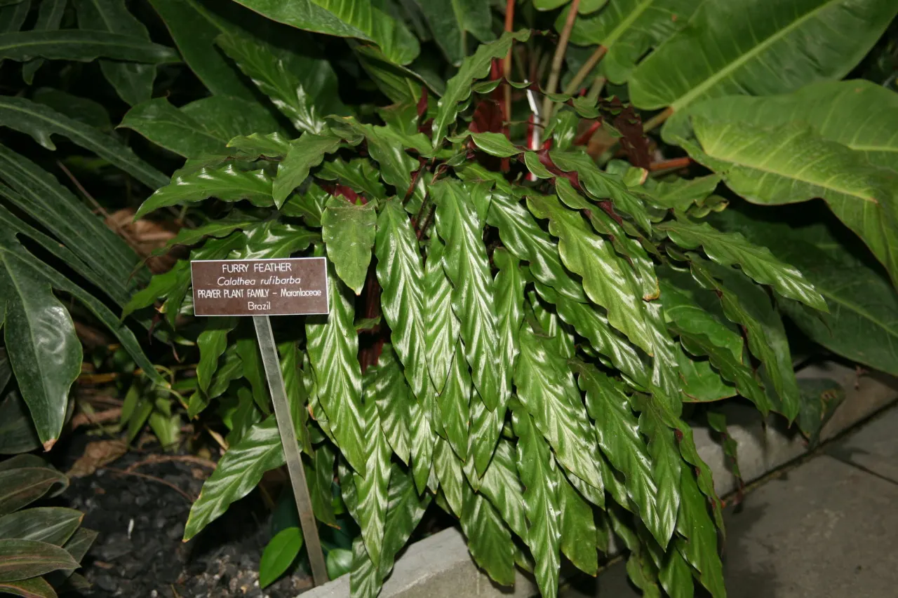 Velvet Calathea (Calathea Rufibarba) — Renowned for its visually striking foliage; placement consideration is key to avoid the scorched leaves that result from