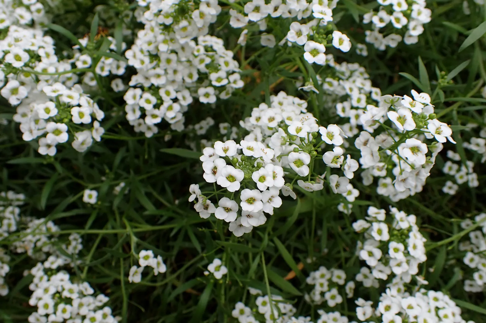 Snow Princess® Sweet Alyssum (Lobularia) — as this alyssum can quickly billow into a full; tiny white blooms over fresh green foliage, image 128