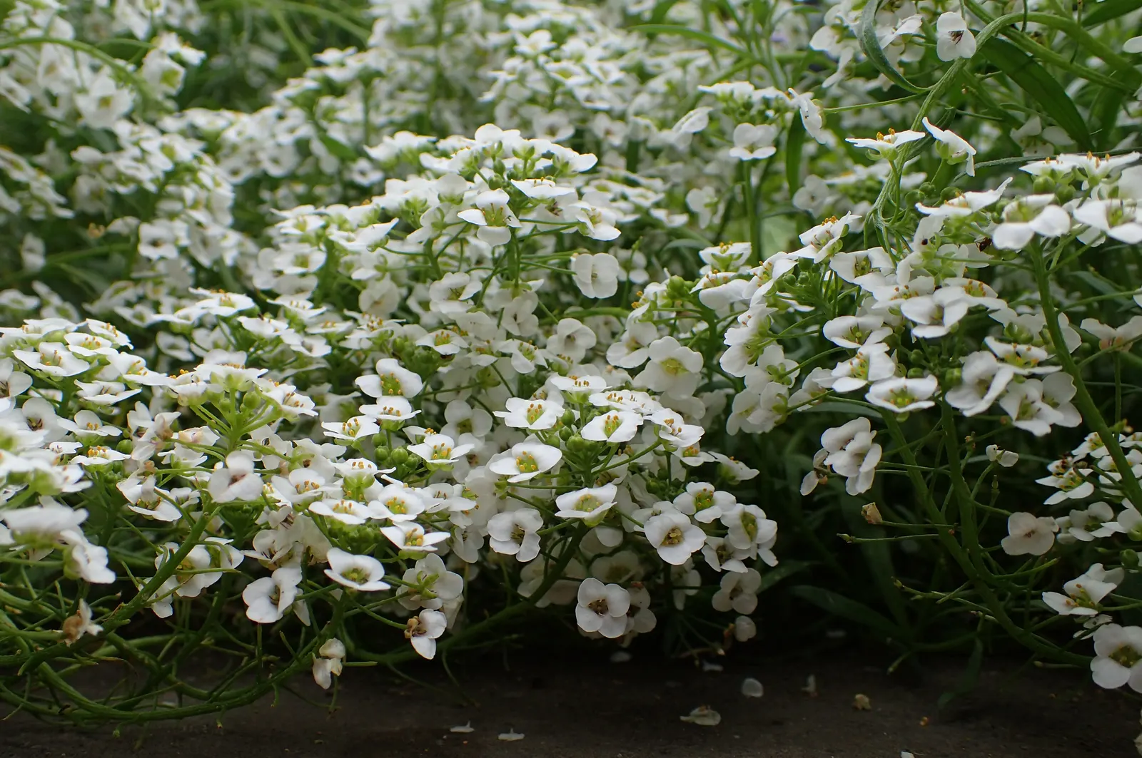 Snow Princess® Sweet Alyssum (Lobularia) — It is equally effective as a fragrant edging plant; reaching about 10 to 16 inches tall and spreading an, image 125