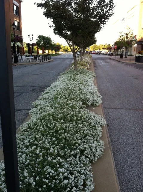Snow Princess® Sweet Alyssum (Lobularia) — Its bloom is delicate in scale yet lush in effect; the Lobularia 'Snow Princess' is a vigorous trailing, image 76
