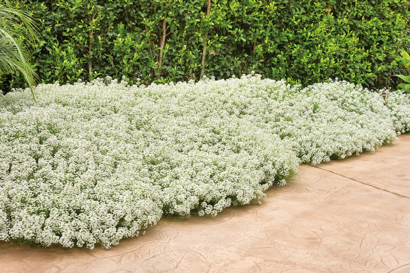Snow Princess® Sweet Alyssum (Lobularia) — Pair it with equally robust companions