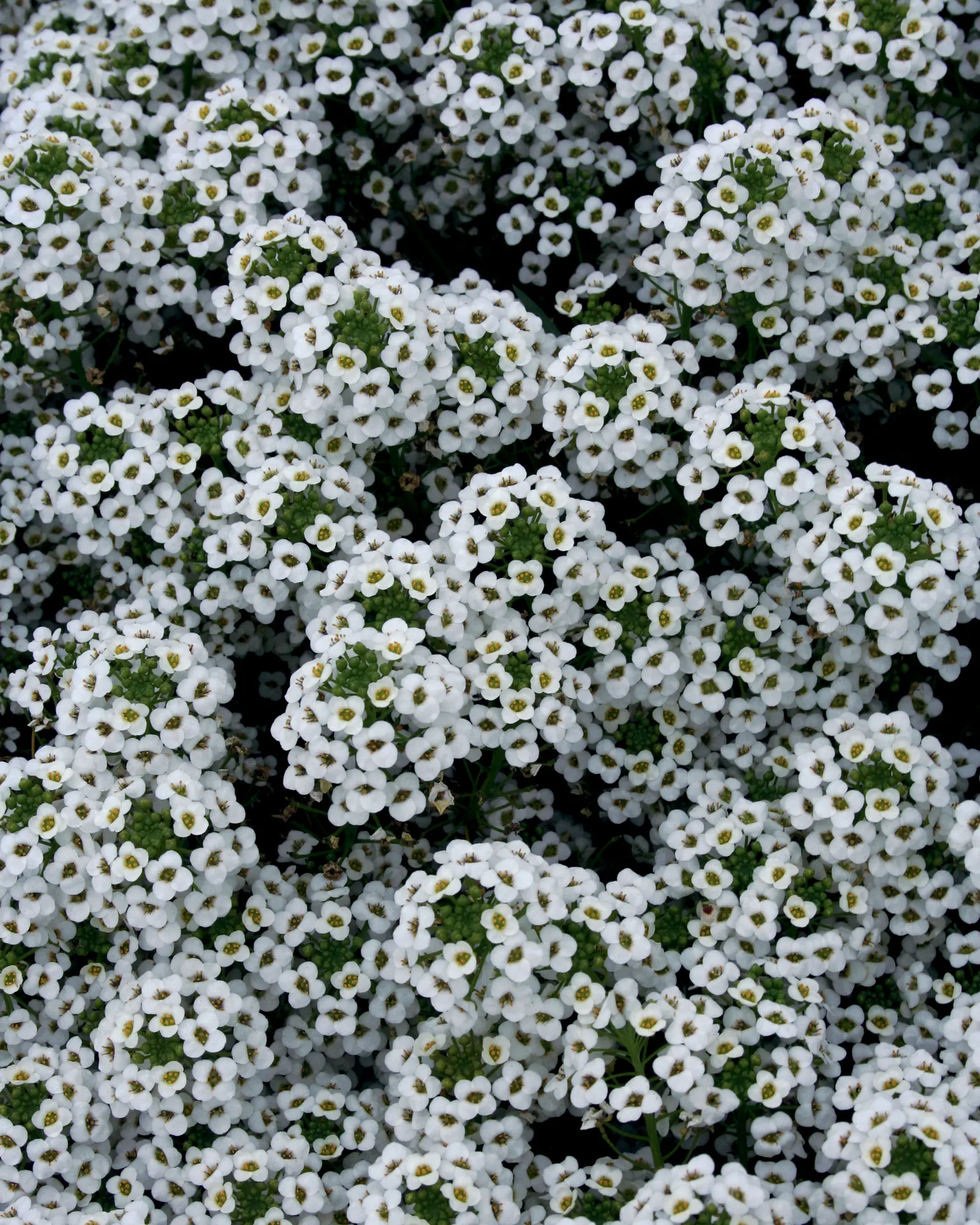 Snow Princess® Sweet Alyssum (Lobularia) — but it is a generous drinker; in hanging baskets and smaller pots; it is equally effective as a fragrant, image 122