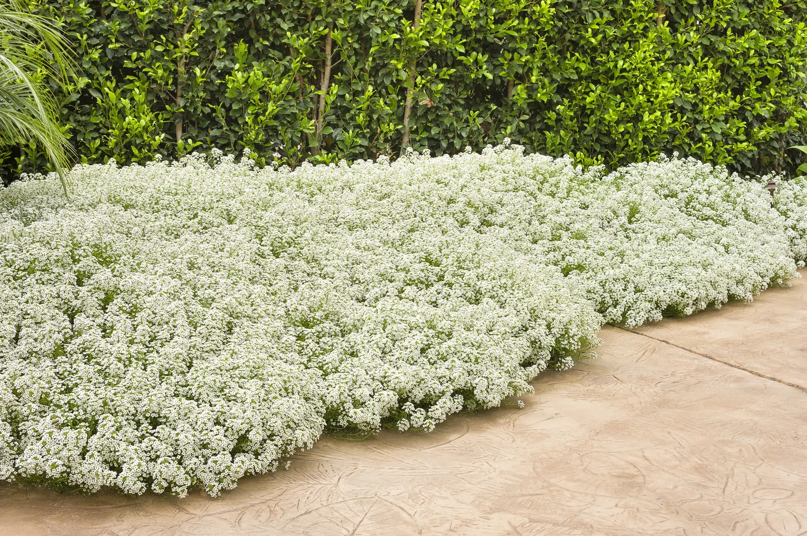 Snow Princess® Sweet Alyssum (Lobularia) — where it can cascade in frothy white drifts over the edge; commonly referred to as Snow Princess® Sweet, image 91