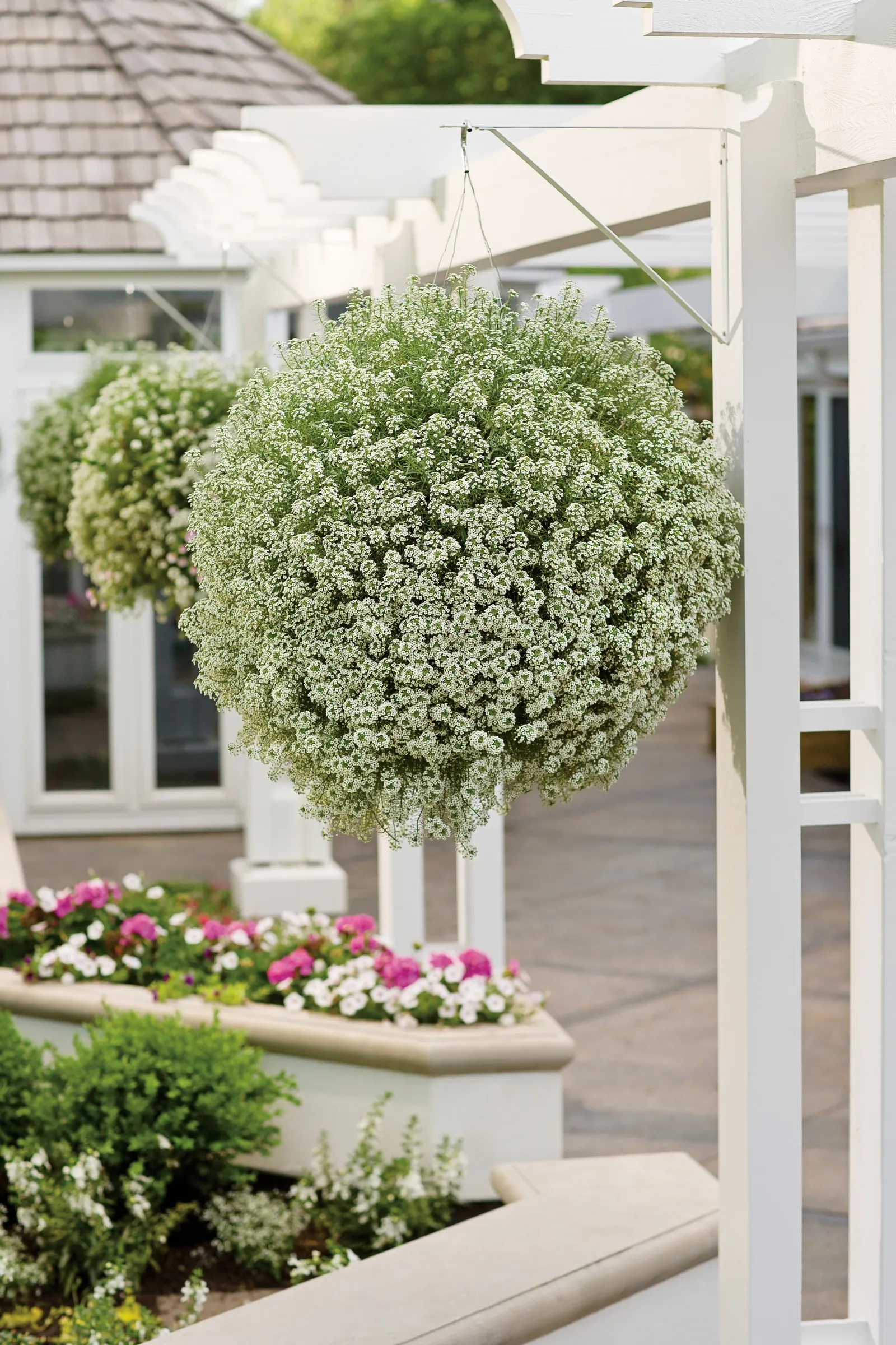 Snow Princess® Sweet Alyssum (Lobularia) — In trials and home gardens alike