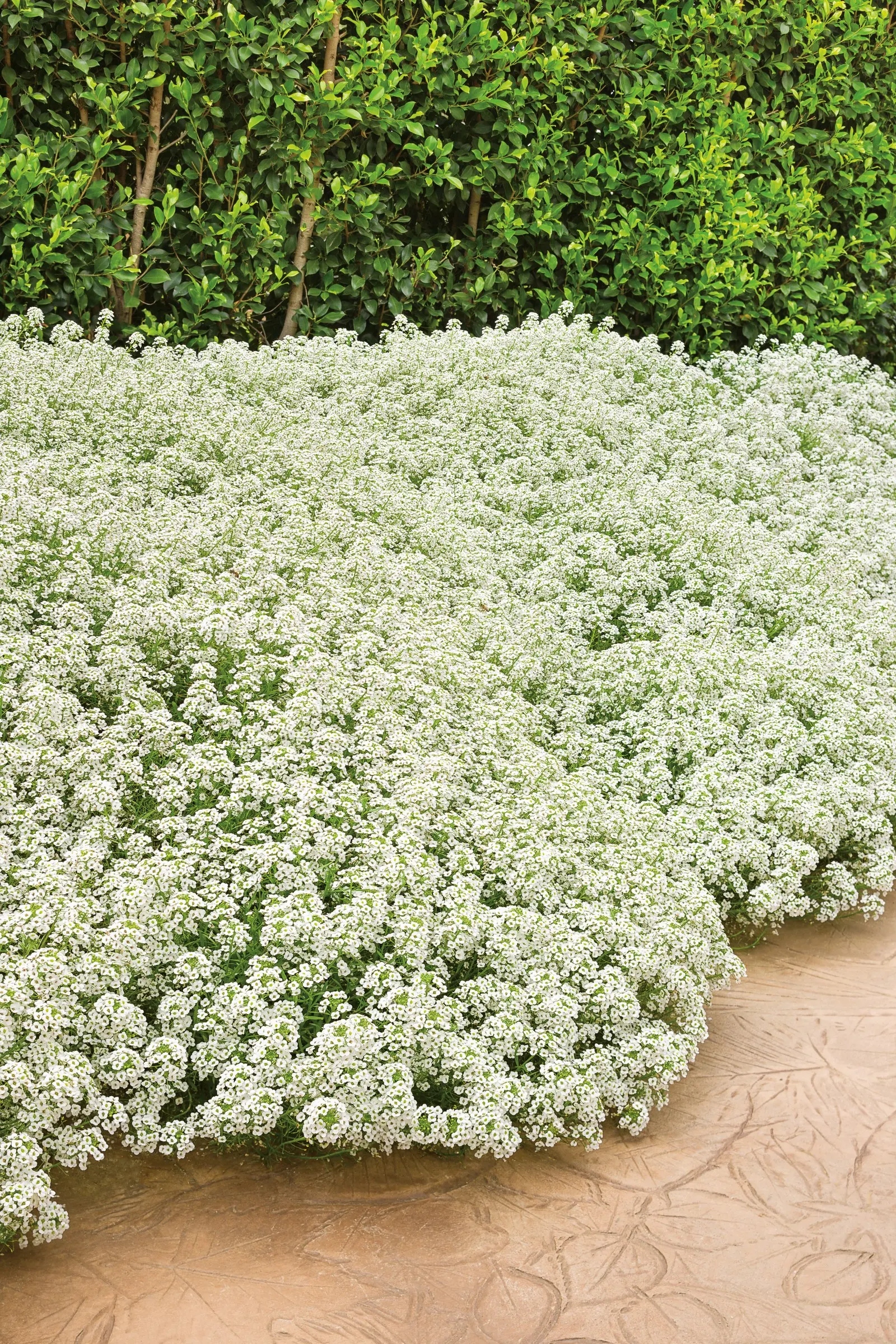 Snow Princess® Sweet Alyssum (Lobularia) — it may need frequent watering during hot weather