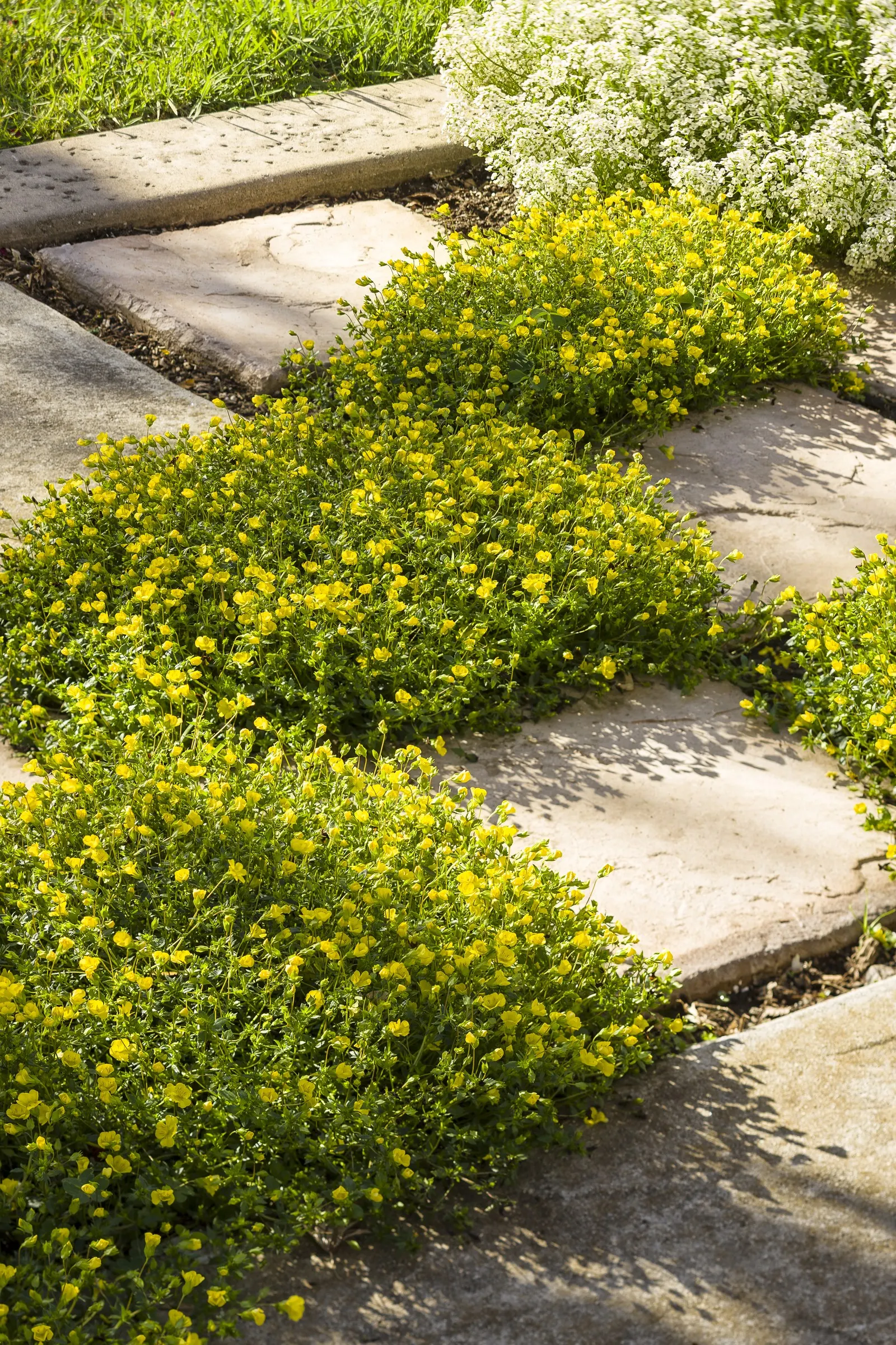 GoldDust® Mecardonia — In mild climates it may persist beyond one season