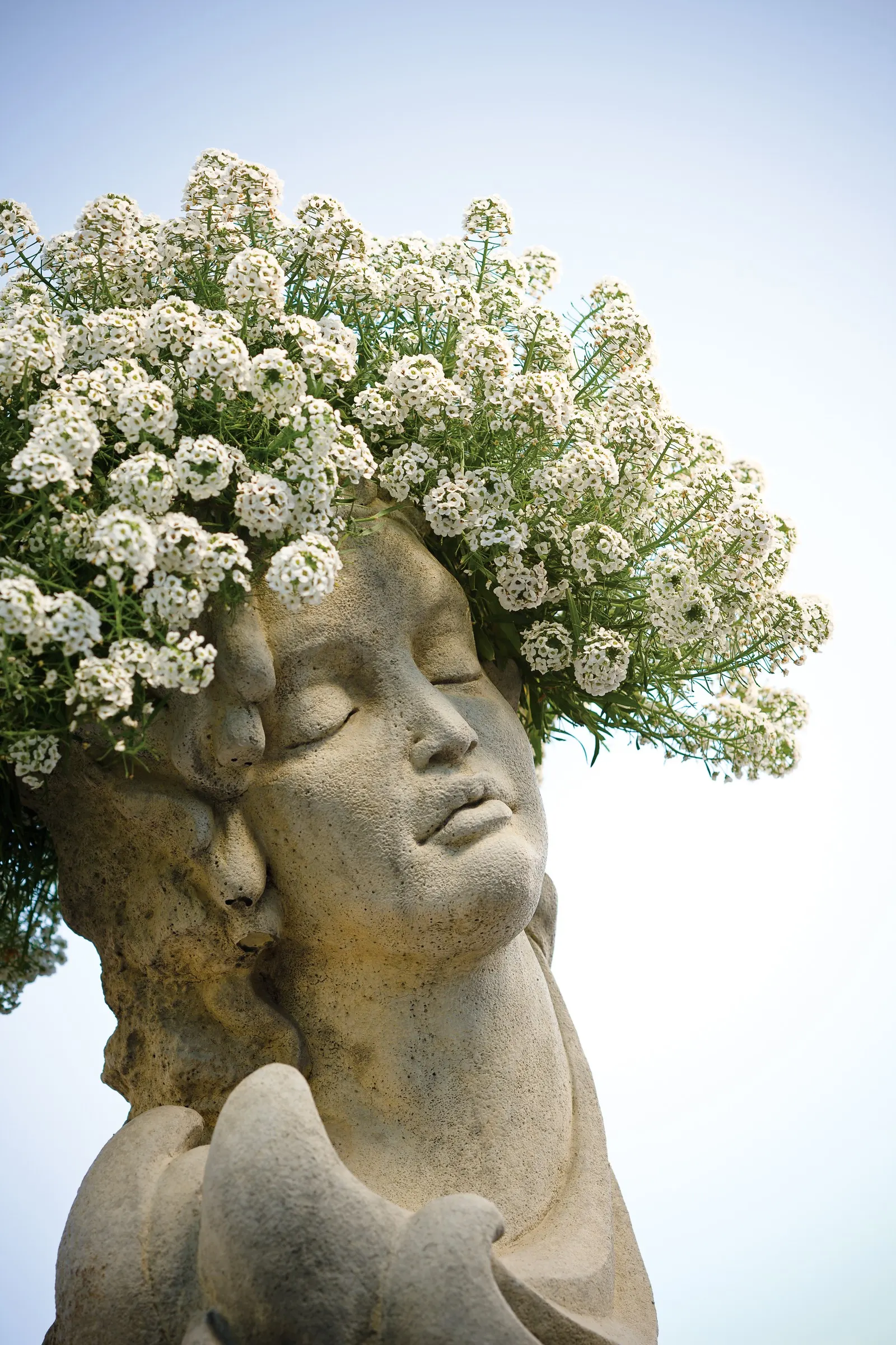 Snow Princess® Sweet Alyssum (Lobularia) — is a vigorous trailing annual from the Proven Winners® collection; with the strongest bloom and, image 107