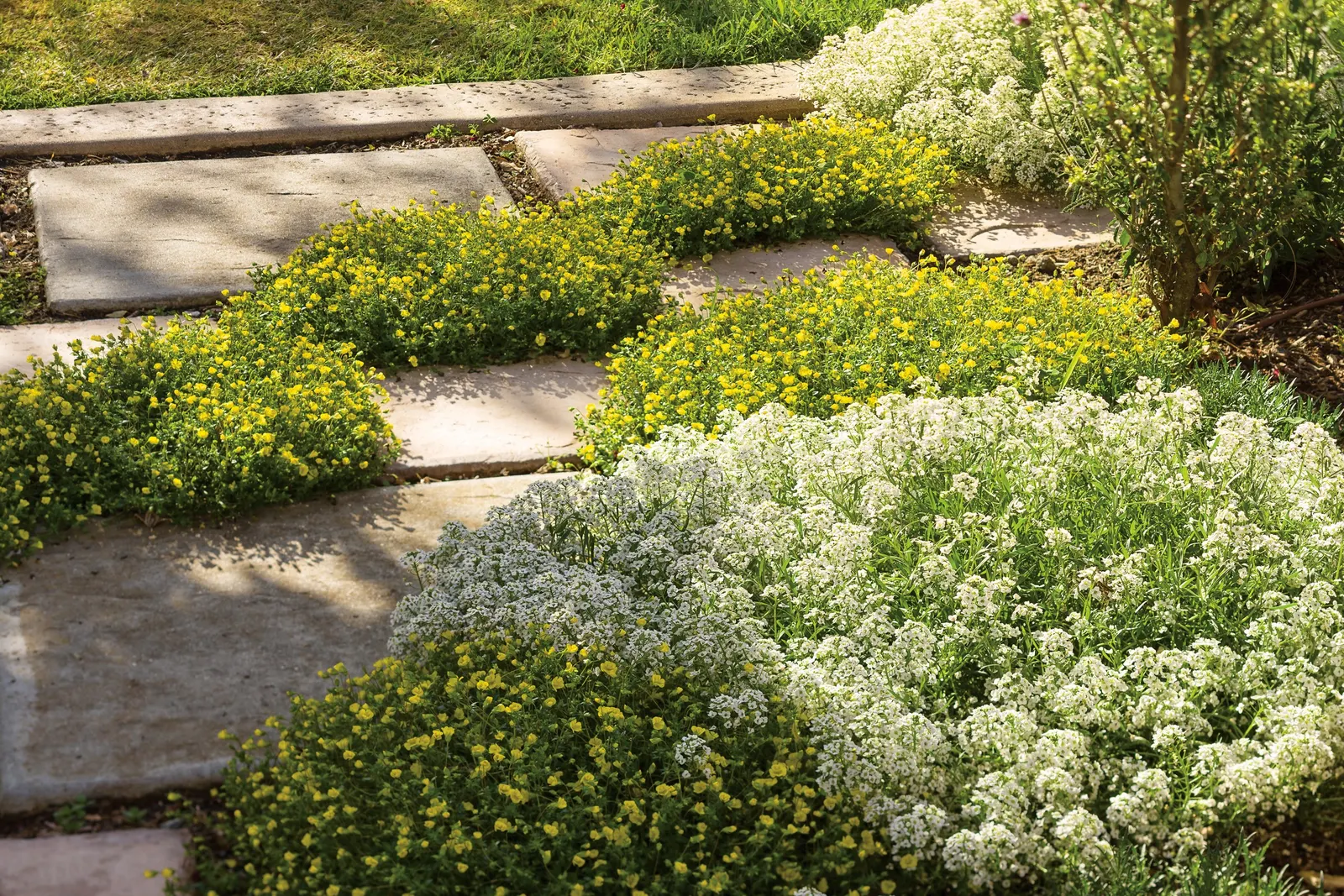 GoldDust® Mecardonia — or as a seasonal groundcover woven between larger annuals