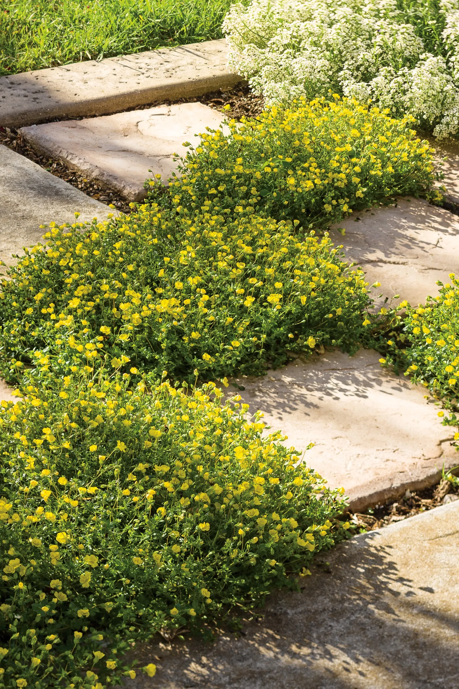 GoldDust® Mecardonia — it works beautifully at the front edge