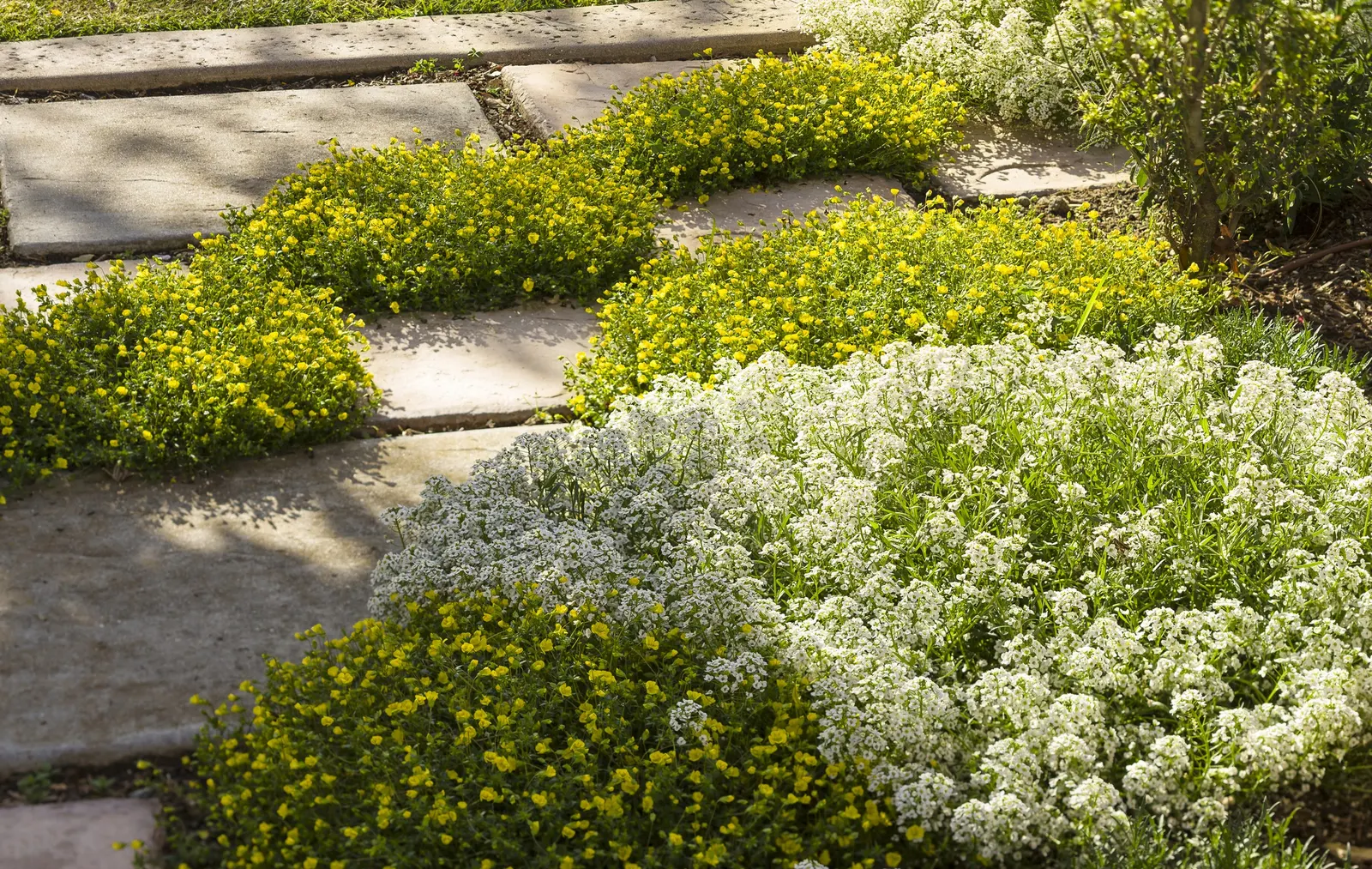 GoldDust® Mecardonia — finely textured presence and effortless summer color