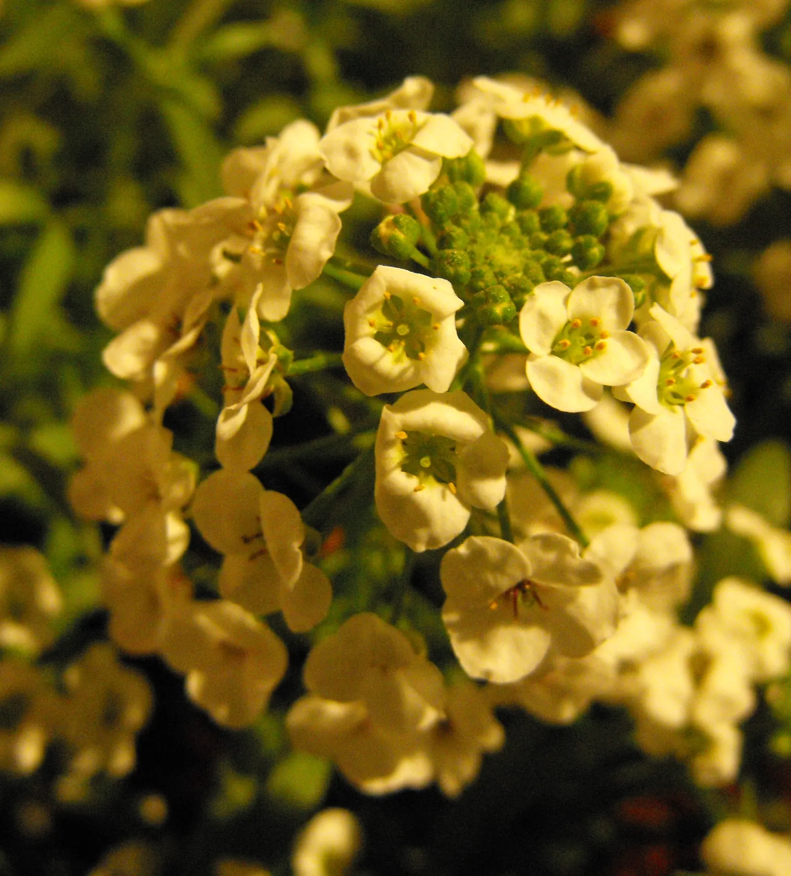 Snow Princess® Sweet Alyssum (Lobularia) — or softening element along borders and pathways; well-drained soil and average fertility, image 126