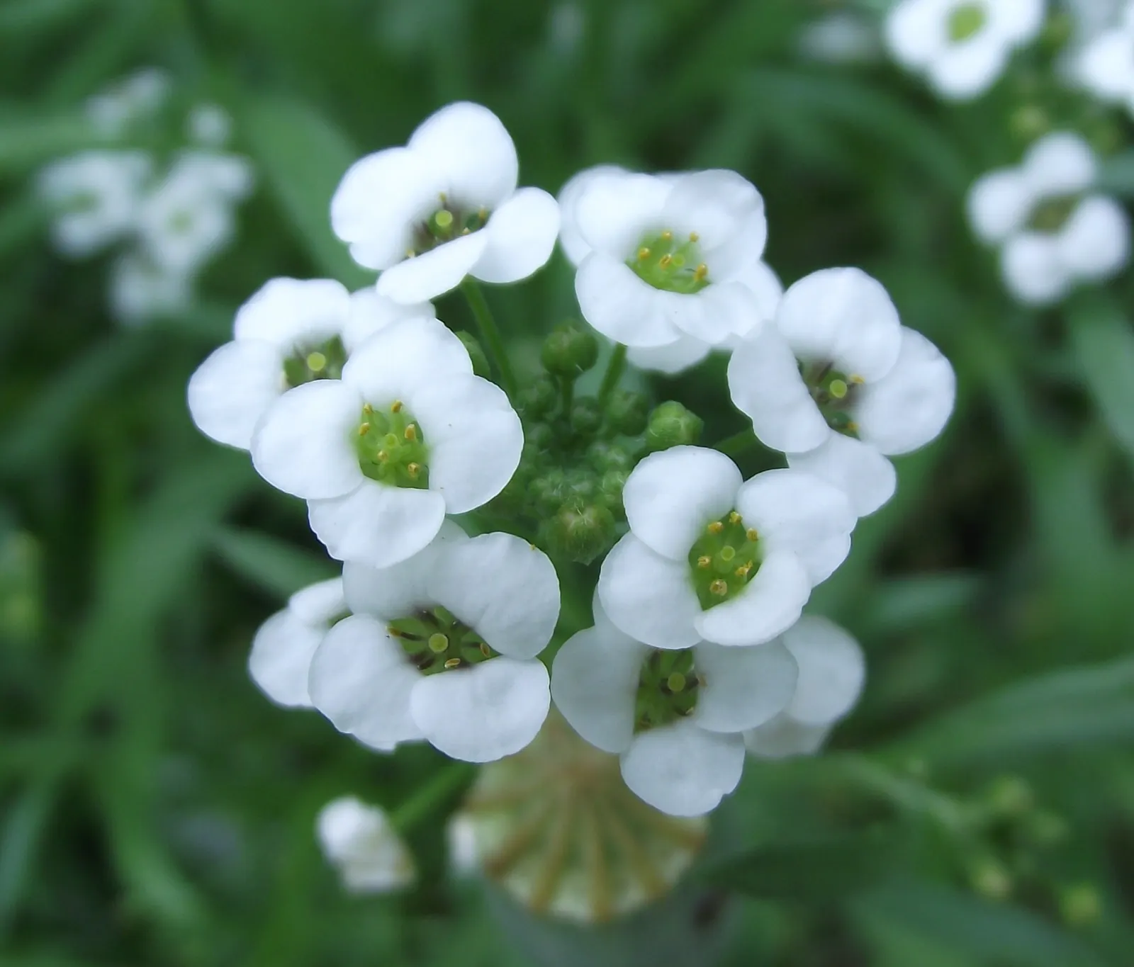 Snow Princess® Sweet Alyssum (Lobularia) — it may need frequent watering during hot weather; annual / ground cover for full or half, image 123