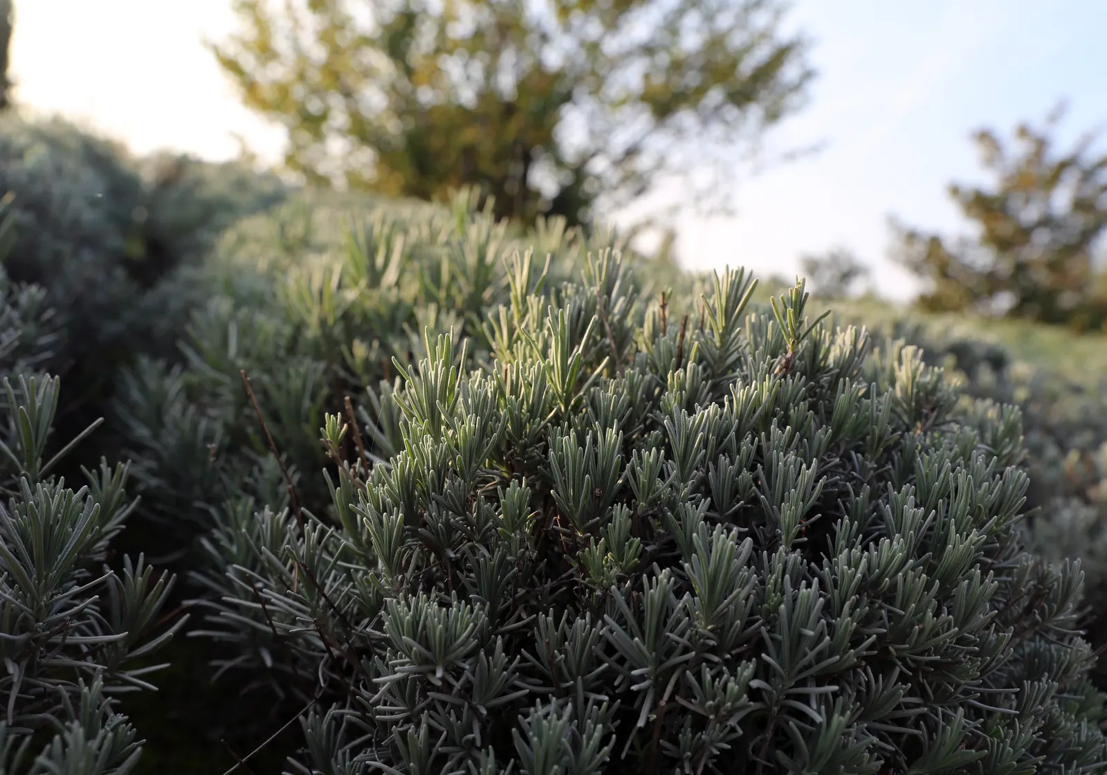 Blue Cushion English Lavender (Lavandula Angustifolia 'Blue Cushion') — vivid violet-blue flowers atop silvery-green foliage in late spring to early summer
